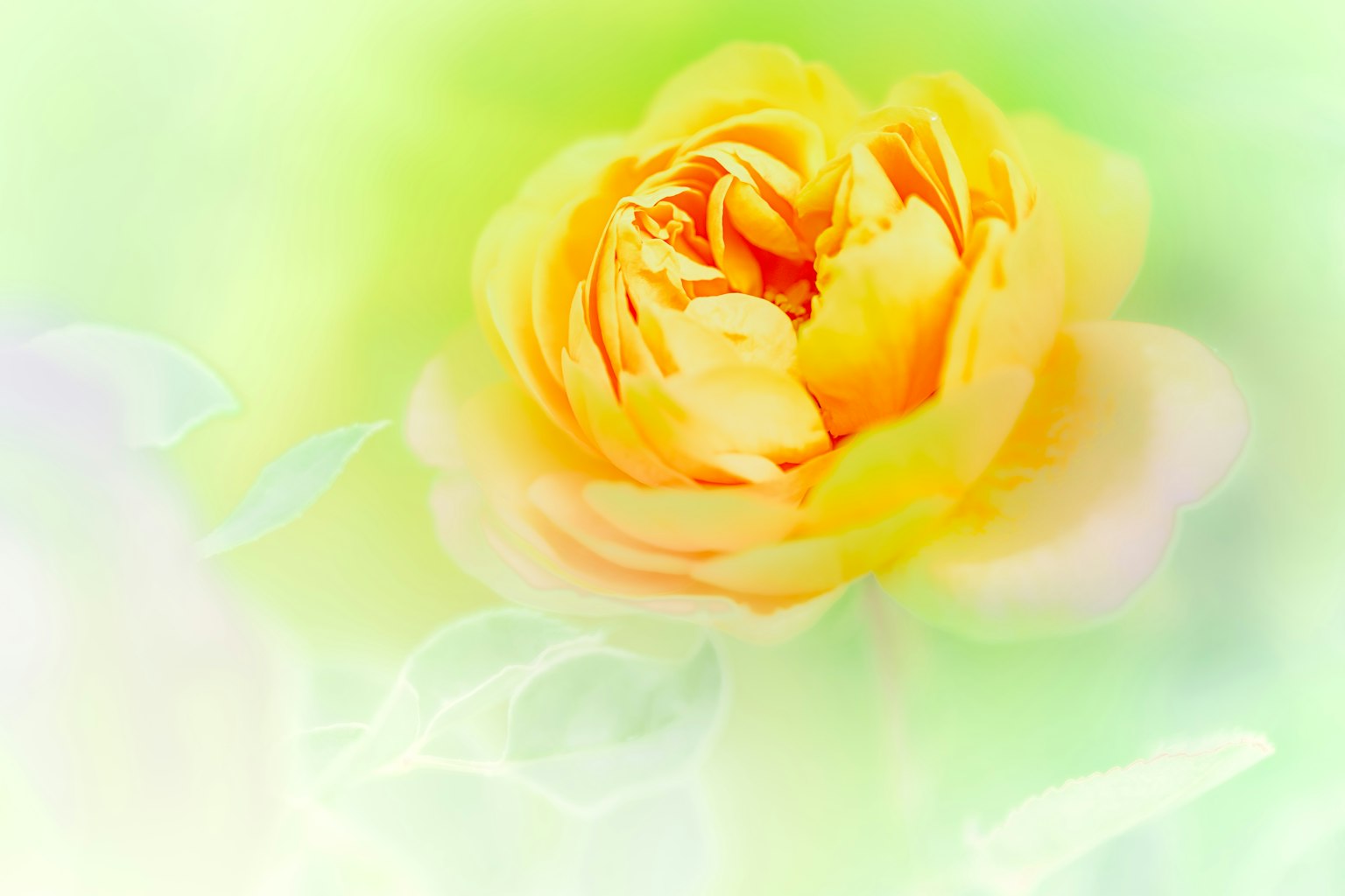 柔和绿色背景下的黄色玫瑰花特写