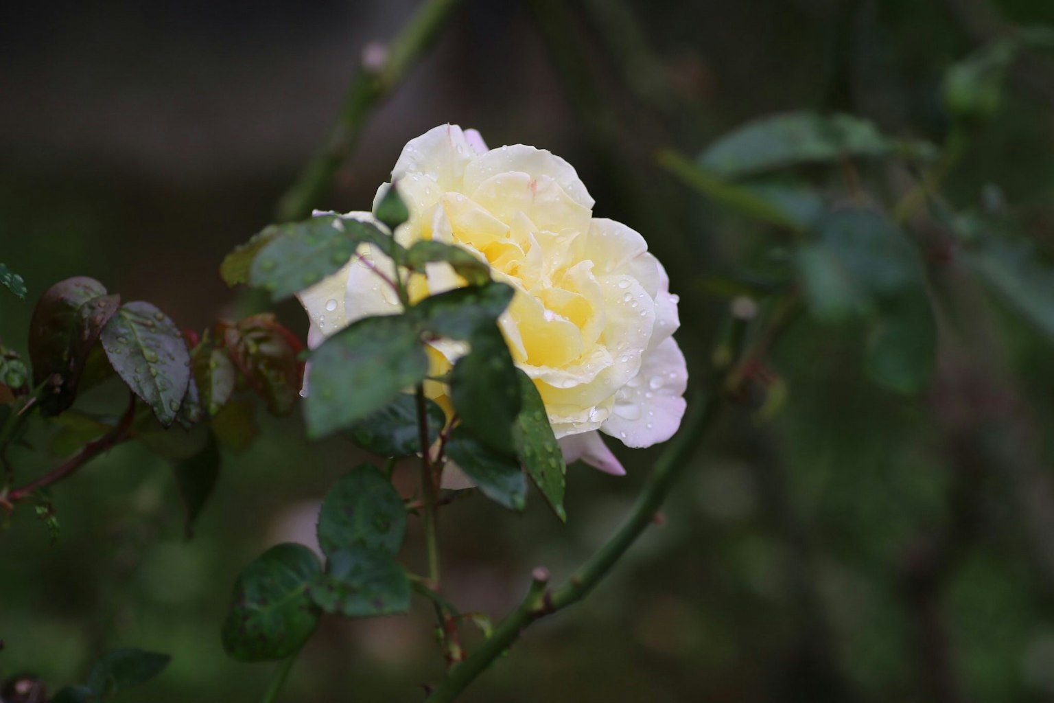 Immagine che mostra un fiore di rosa gialla pallida con foglie verdi