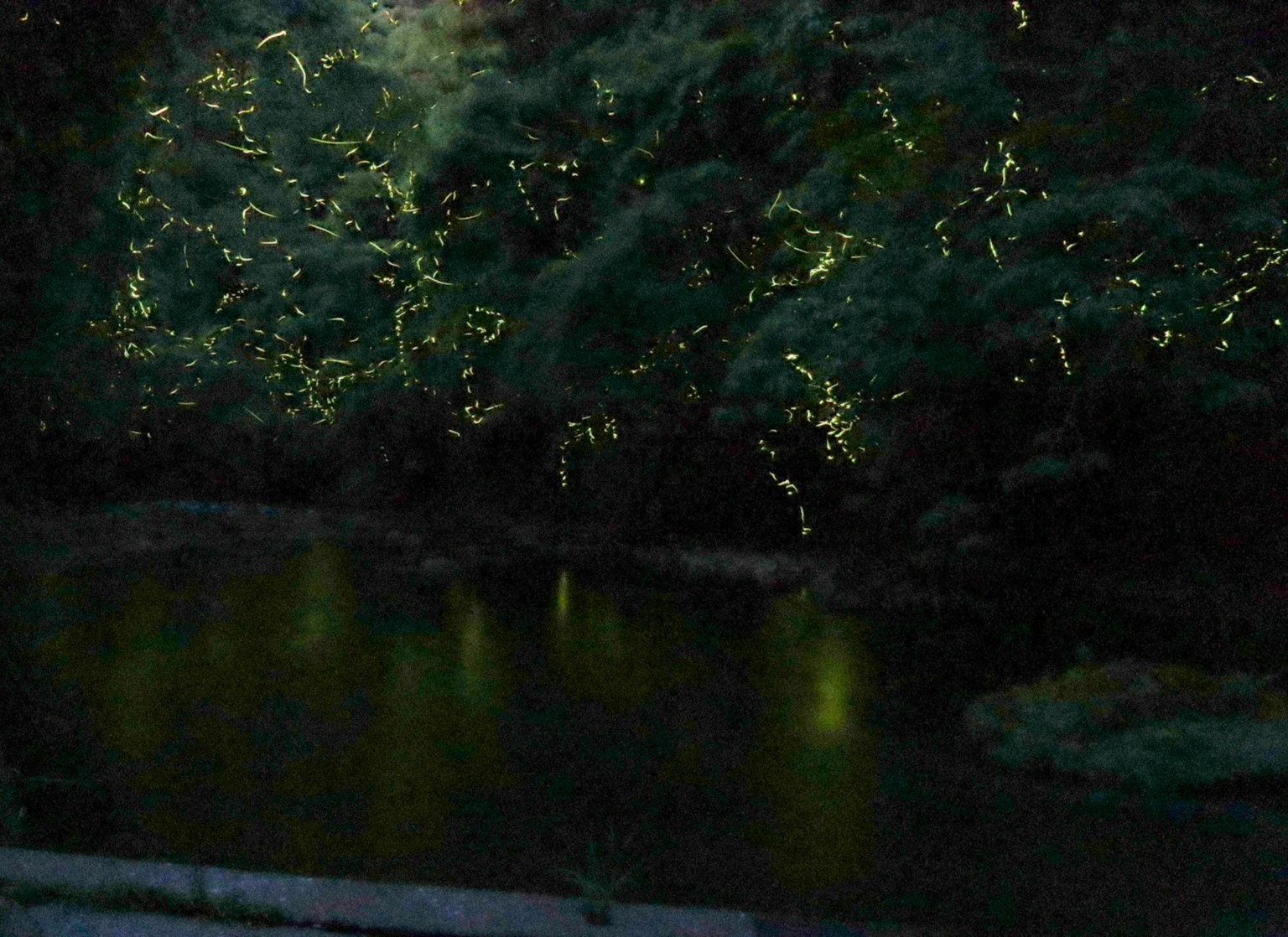 暗森林场景中点缀着小灯光
