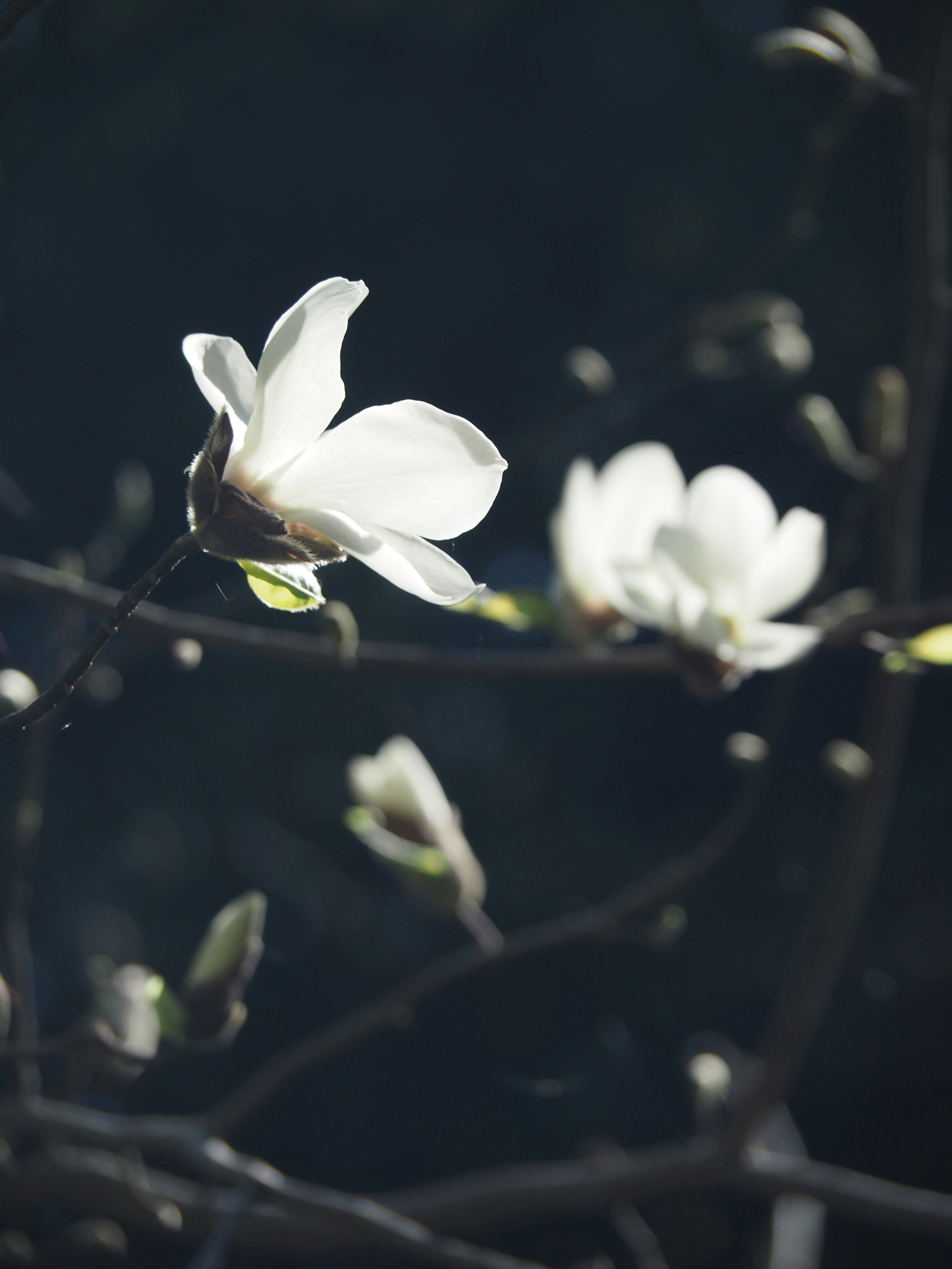 暗い背景に咲くコブシの花のクローズアップ