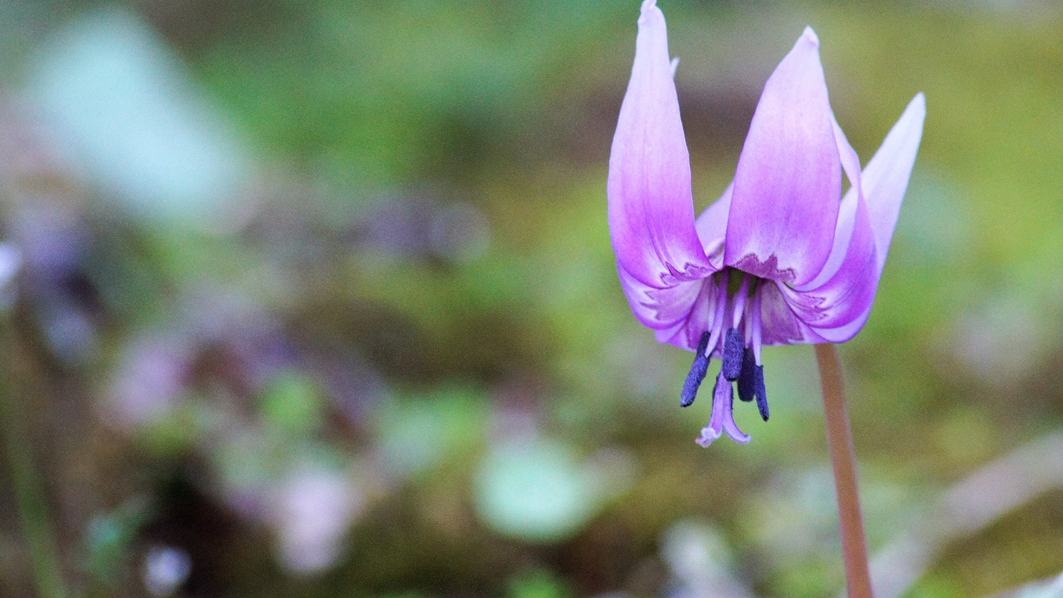 Primo piano di un fiore viola con uno sfondo verde