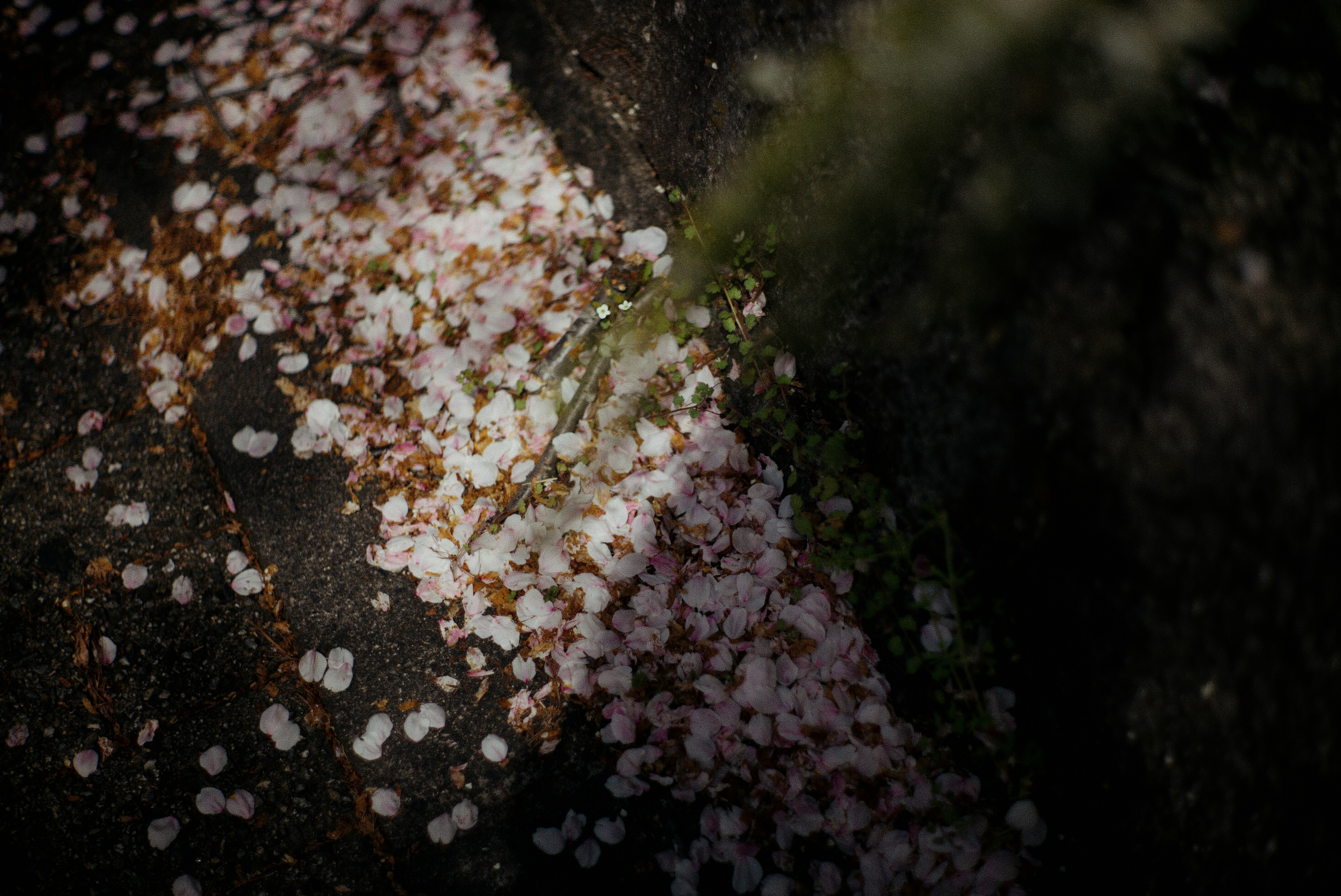 鴨川の石畳に散る桜の花びら