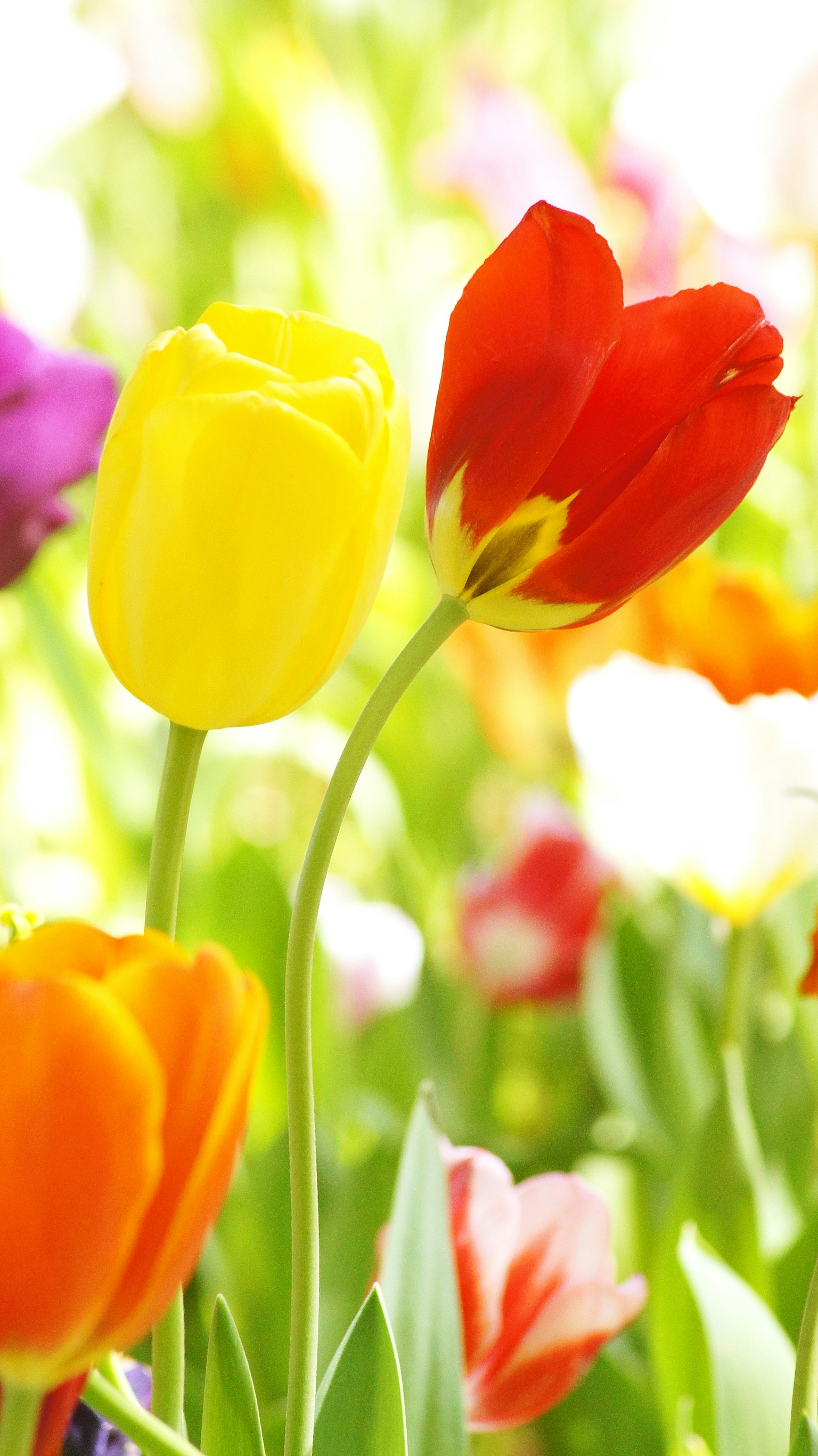 Tulipani colorati che fioriscono in un giardino primaverile con un tulipano giallo e uno rosso in primo piano
