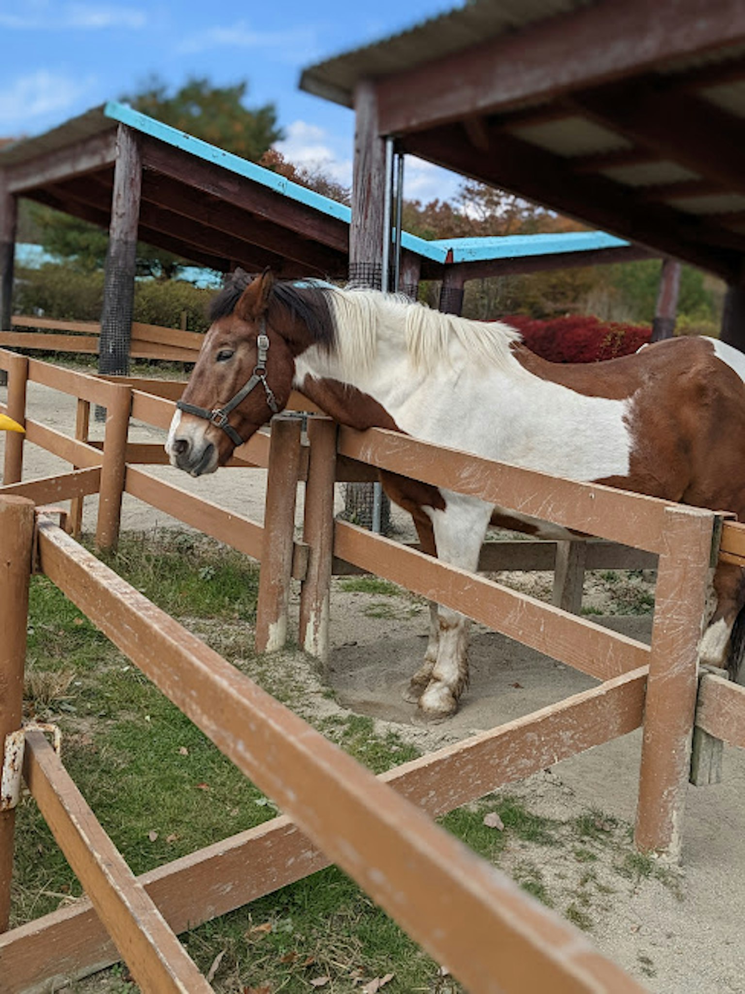Cheval brun et blanc s'appuyant contre une clôture en bois dans une écurie