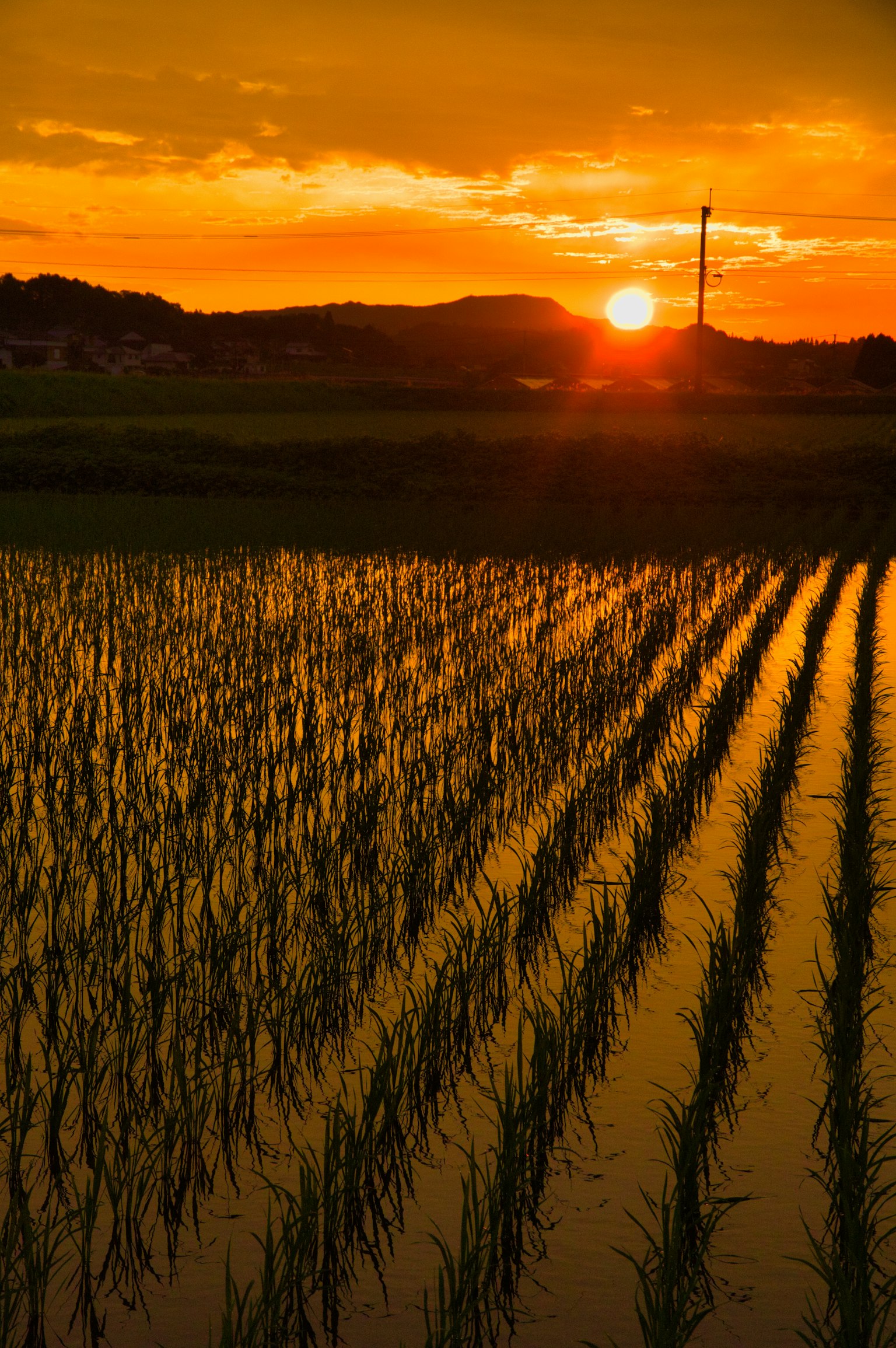 Sunset over a rice field with green rice plants and golden water surface