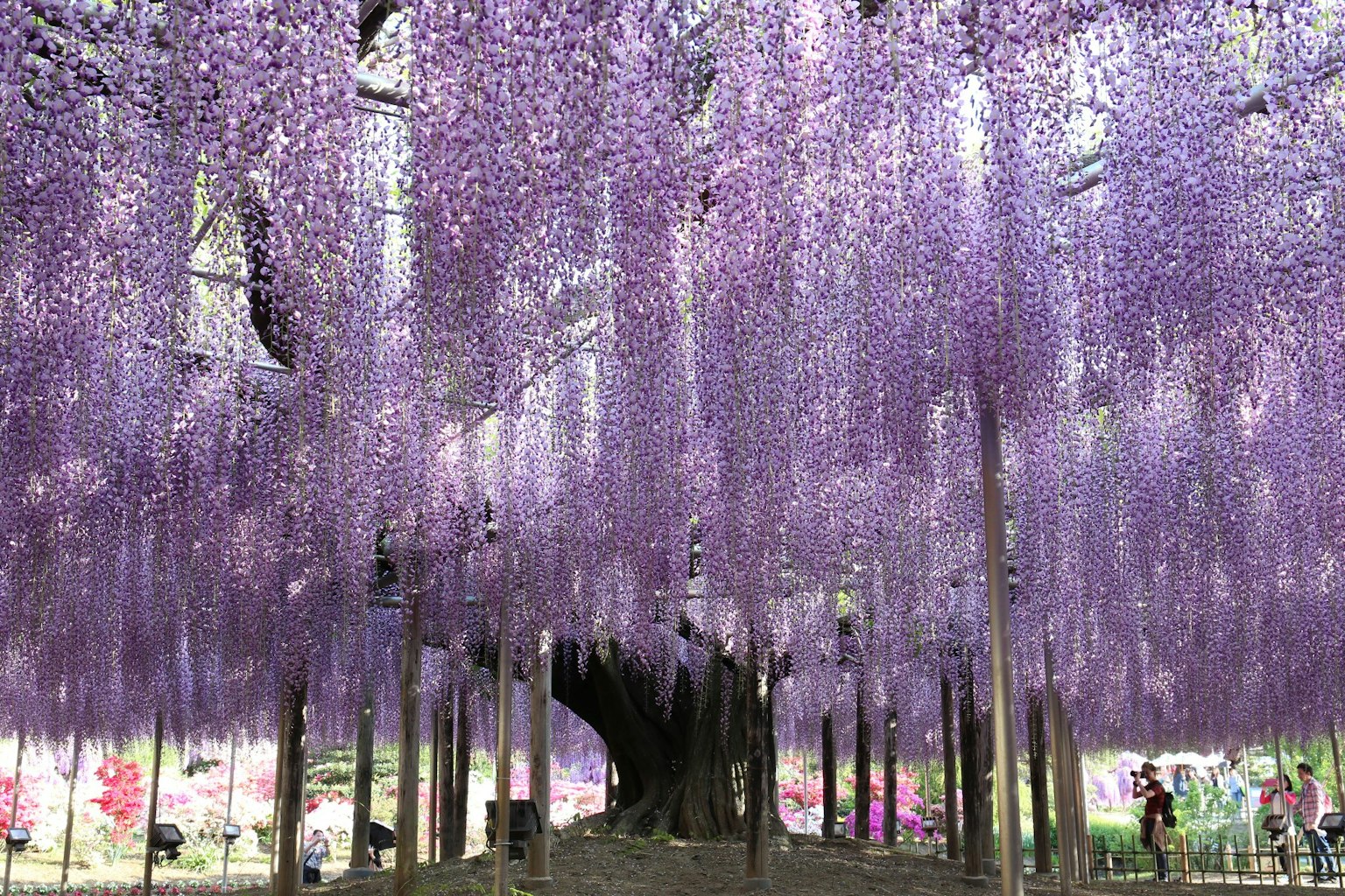 Pemandangan taman yang dipenuhi bunga wisteria ungu yang mekar dengan pengunjung yang menikmati pemandangan