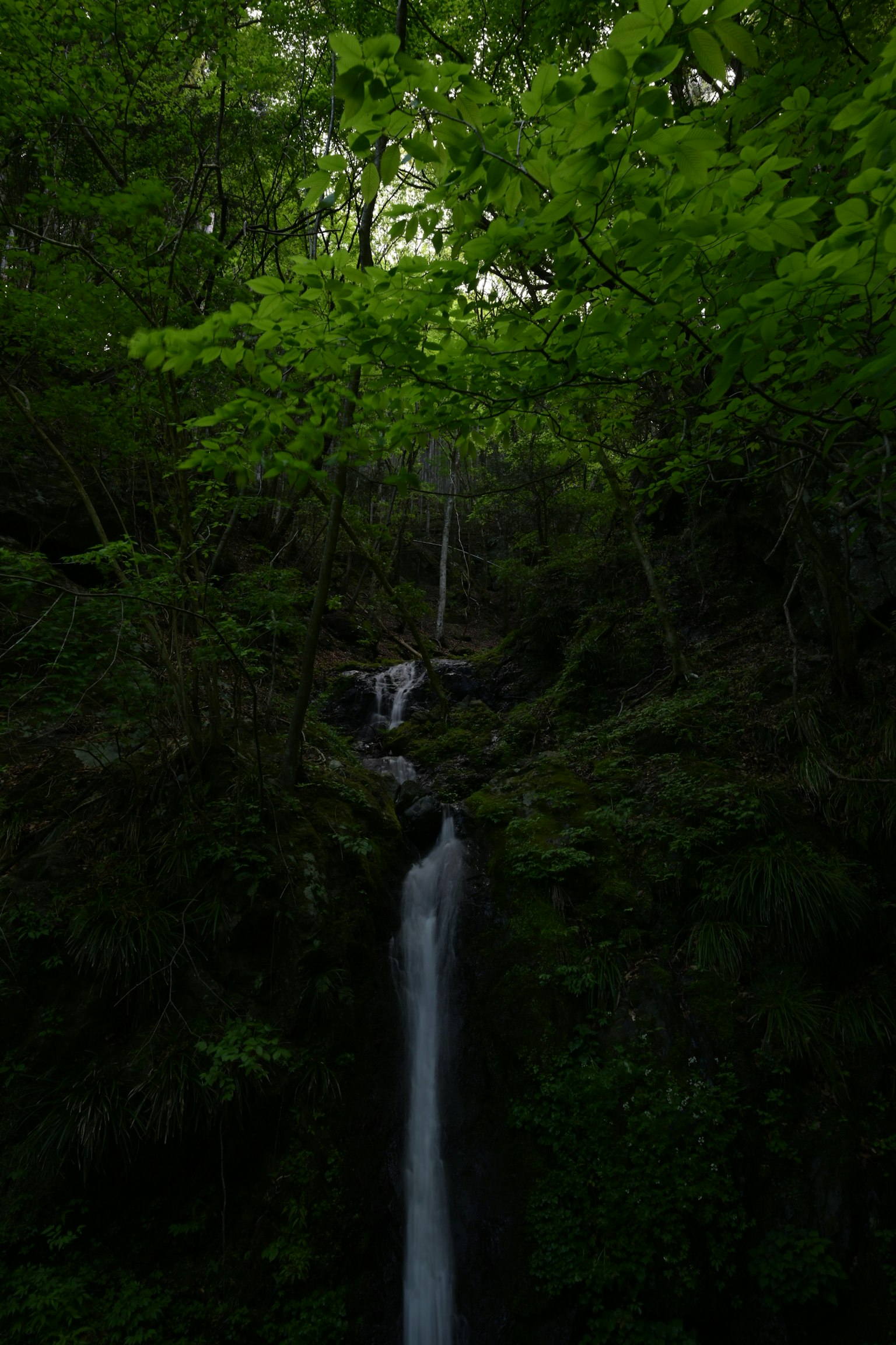 Una cascada rodeada de hojas verdes exuberantes que muestra un paisaje natural sereno