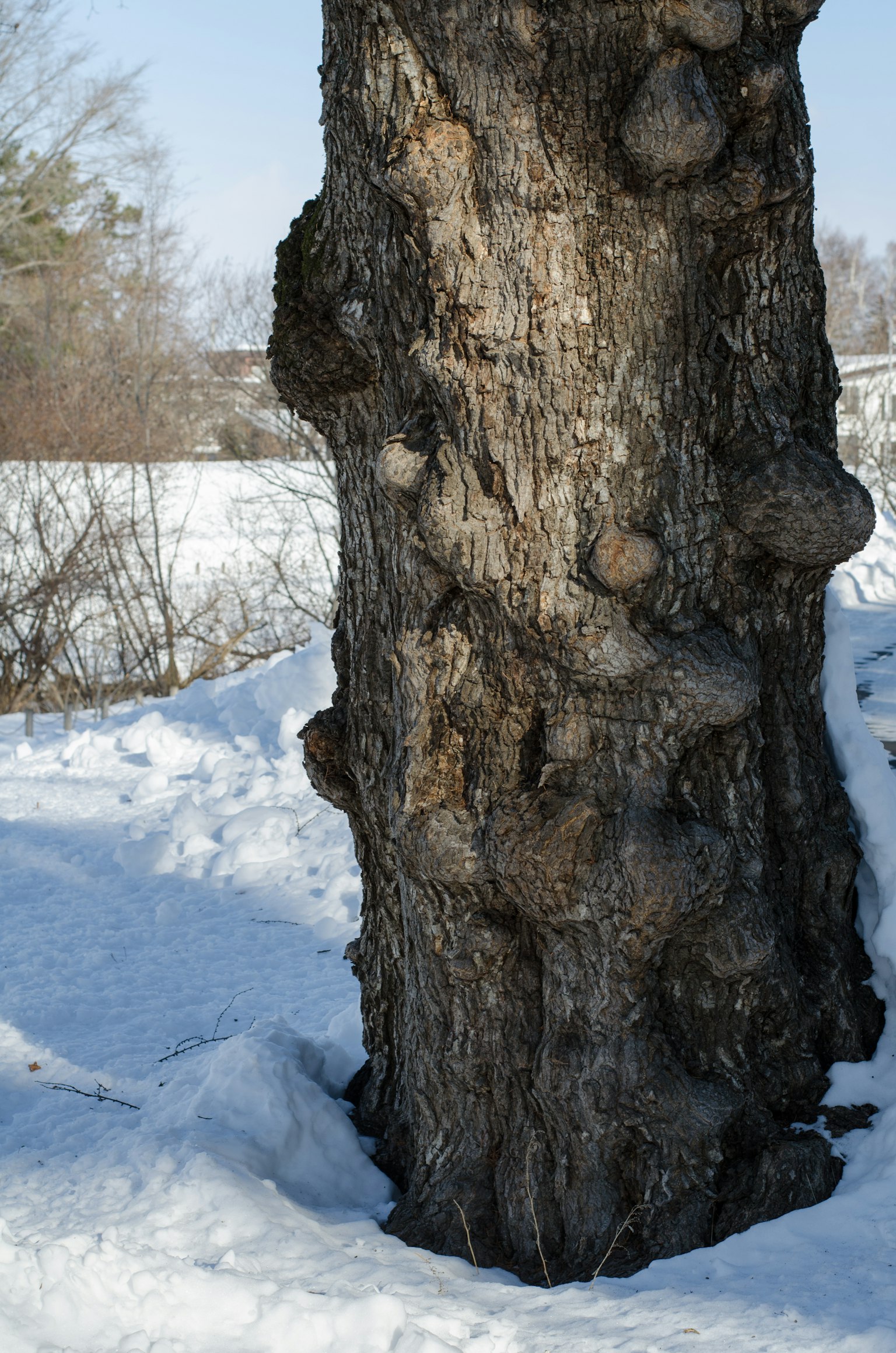 Primo piano di un tronco d'albero contorto nella neve