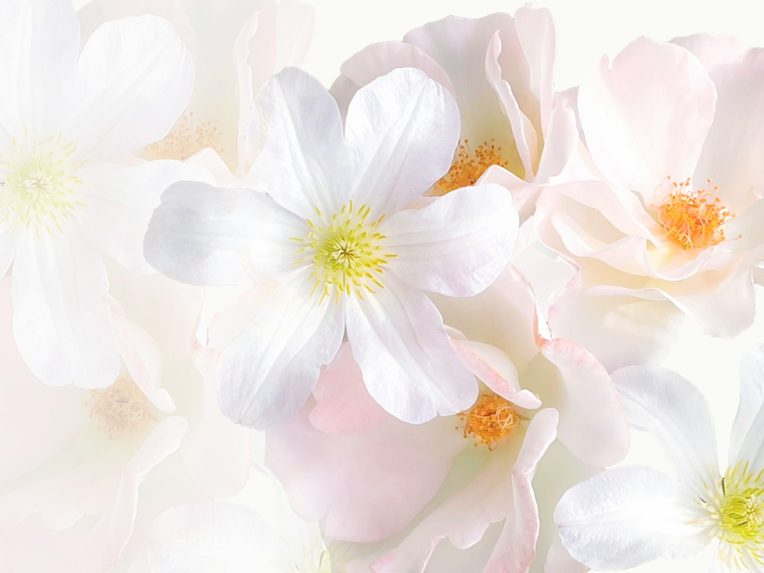 Soft background with overlapping white flowers and yellow centers
