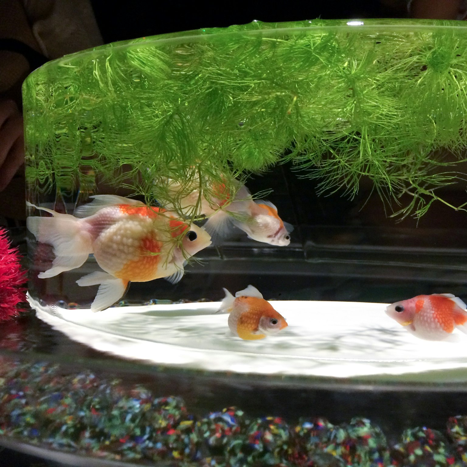 金鱼在一个有绿色水生植物和五颜六色砾石的水族箱中游泳