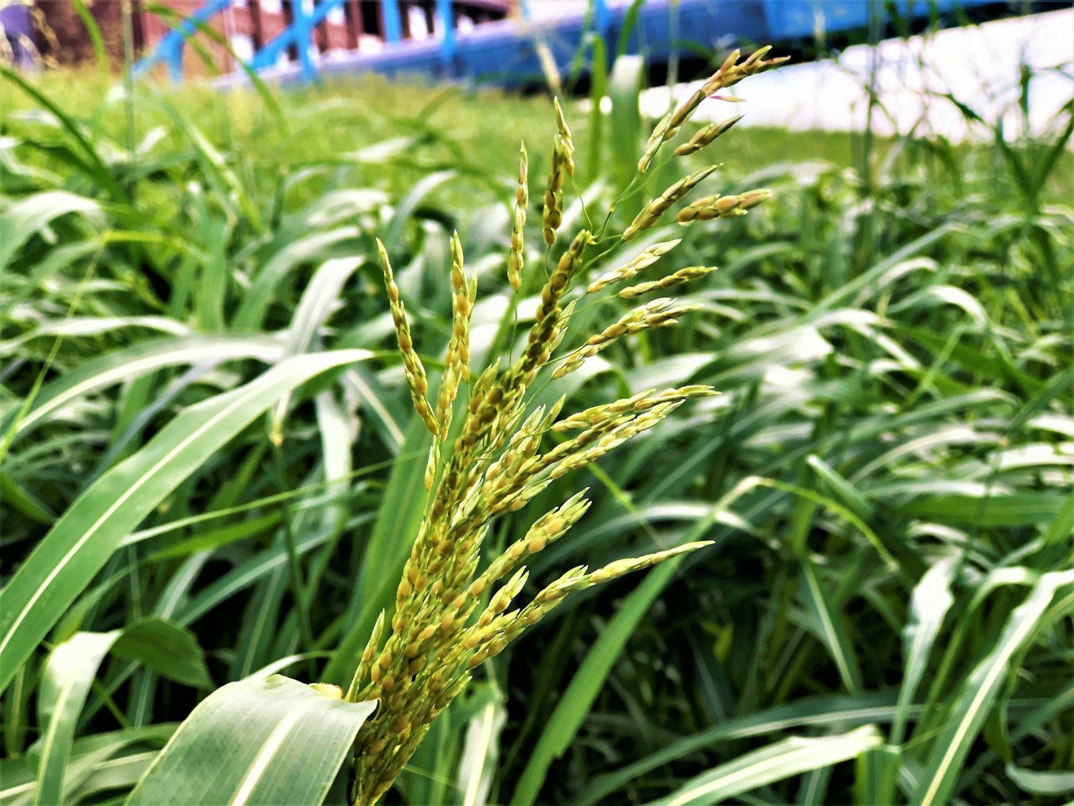Close-up of rice spikelet emerging from green grass