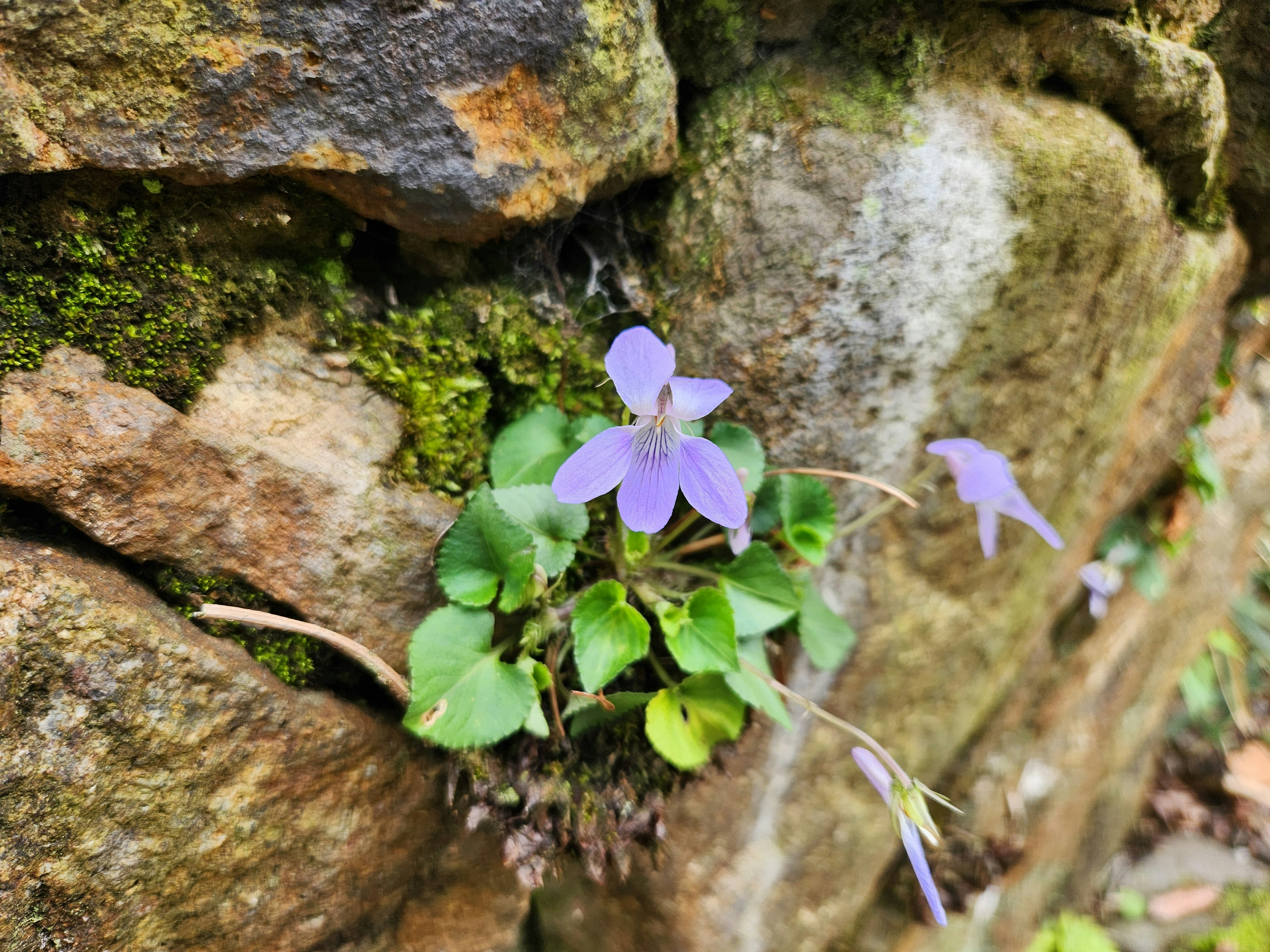 里山の岩場に咲く紫のスミレの花