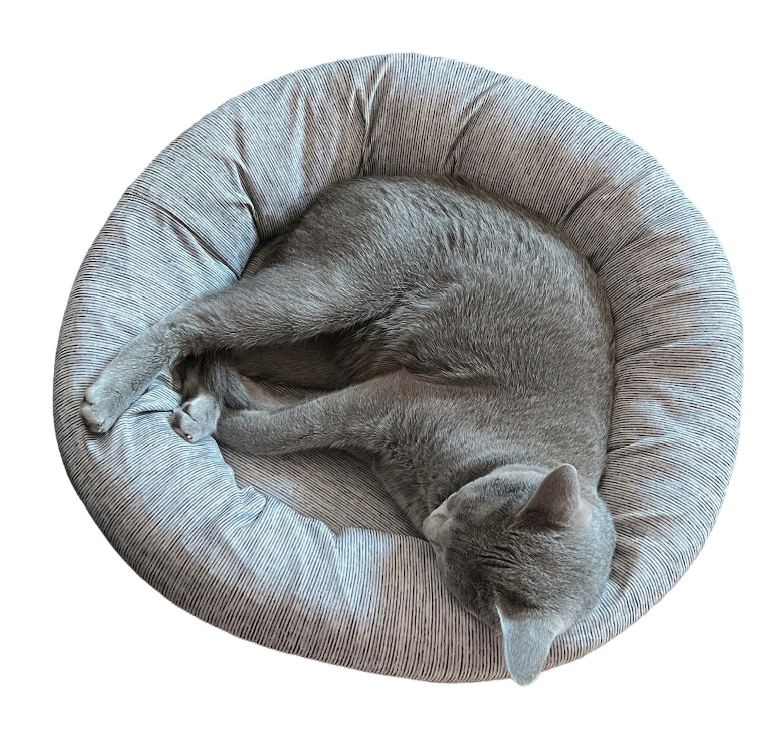 Gray cat sleeping on a round cushion