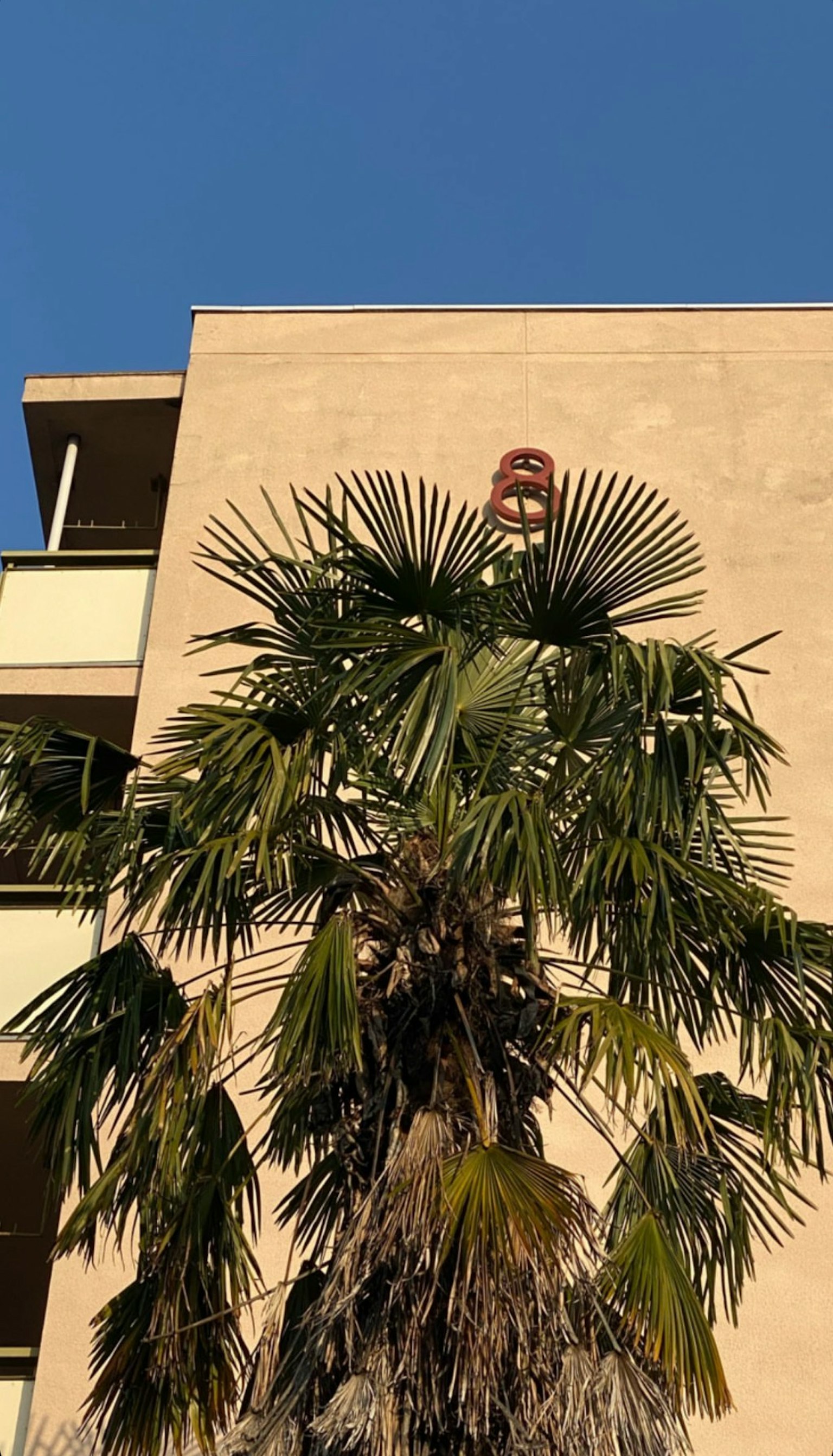 高大的棕櫚樹與清澈的藍天和背景中的建築牆