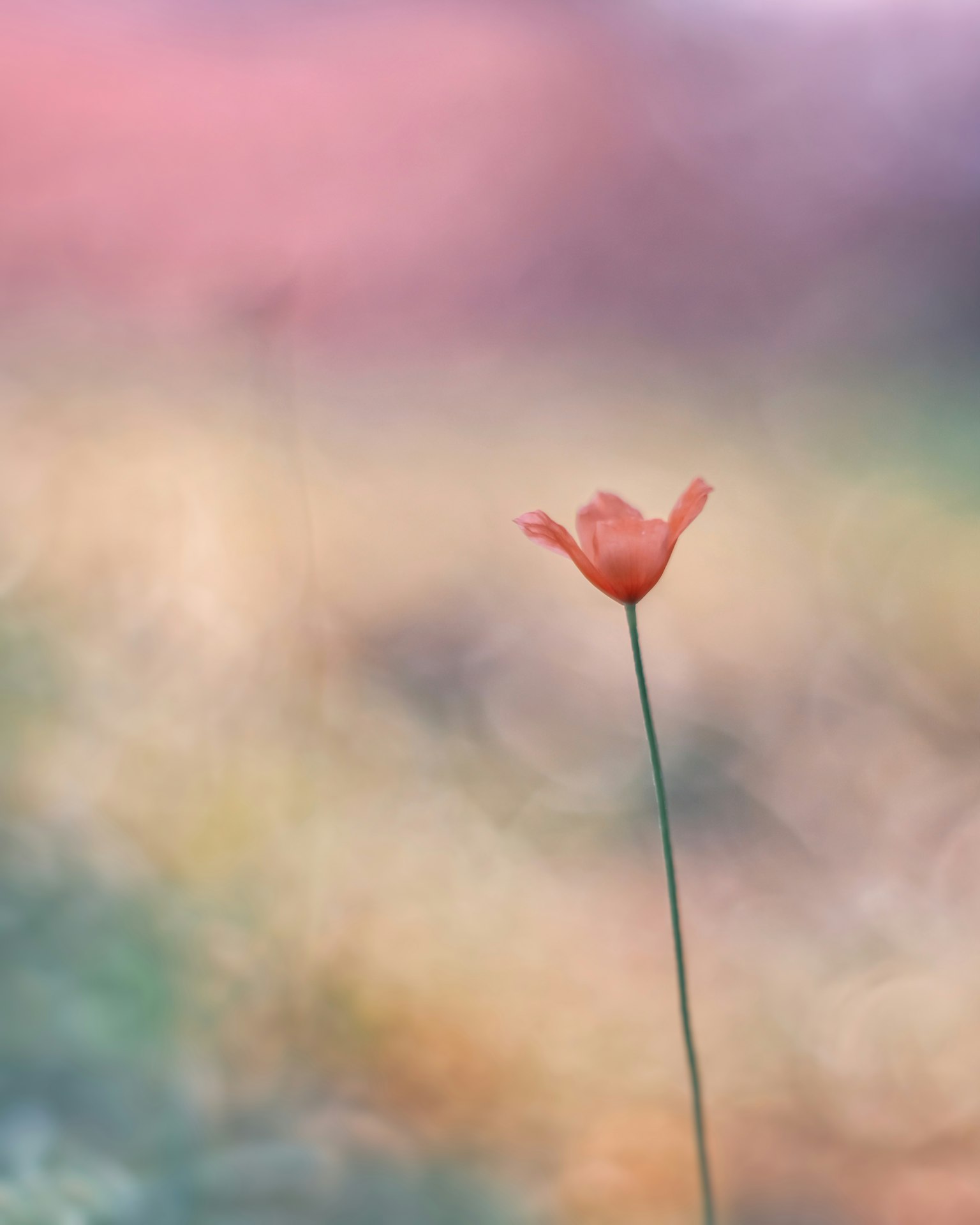 一朵鮮豔的橙色花朵獨自矗立在柔和的模糊背景前