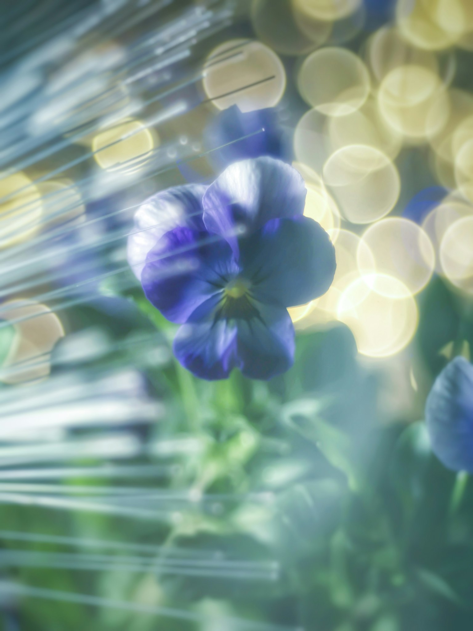 Purple flower in front of a blurred glowing background