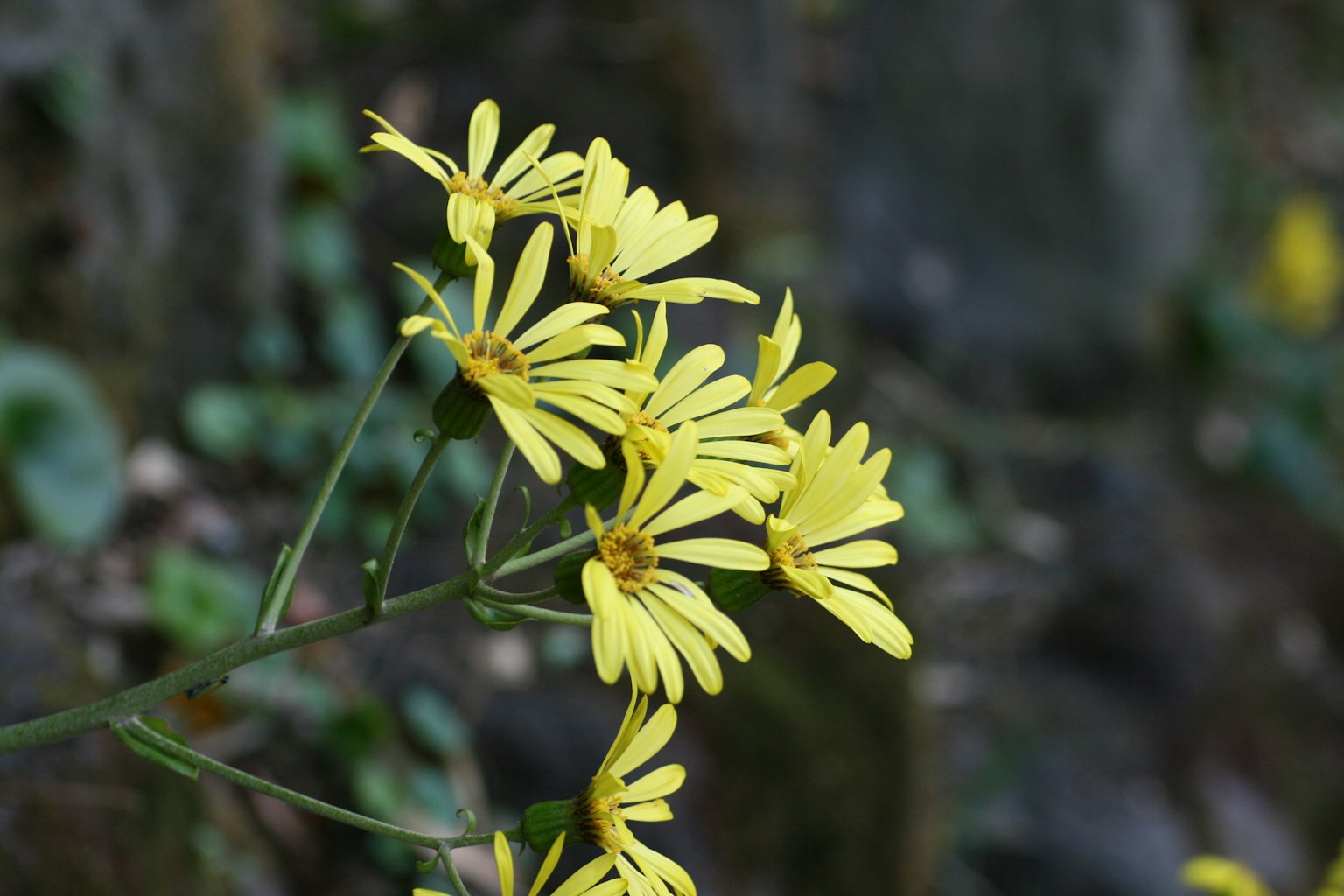 Close-up tanaman dengan bunga kuning