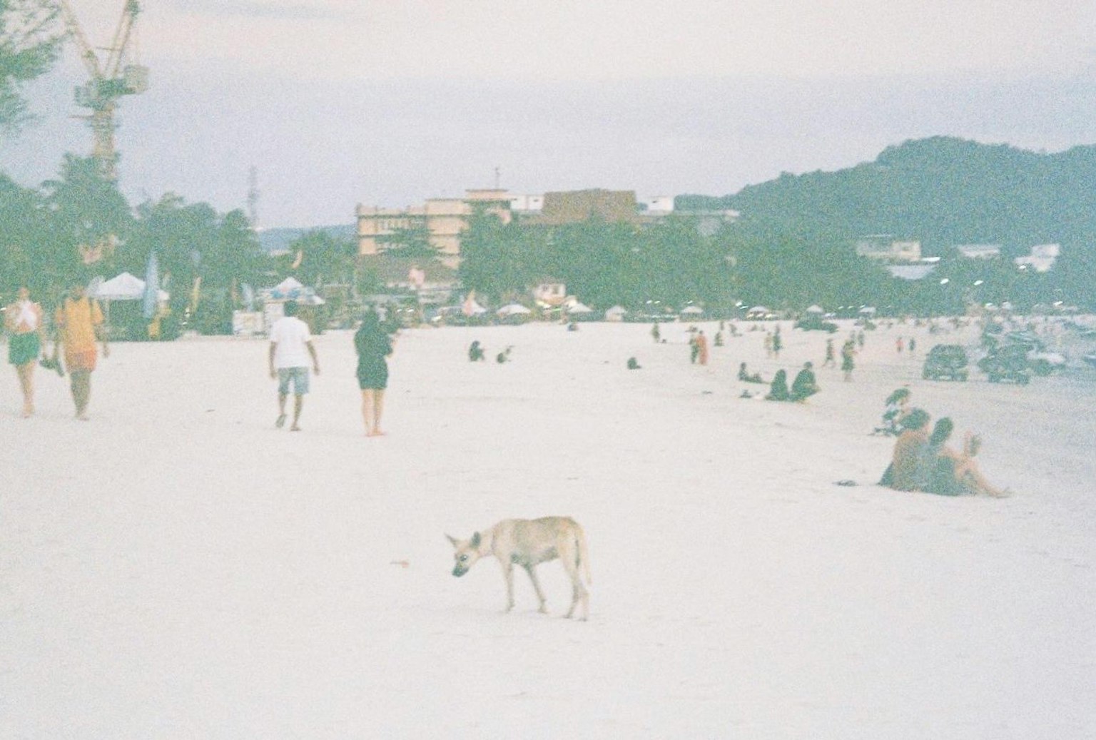 ビーチで散歩する人々と犬の風景