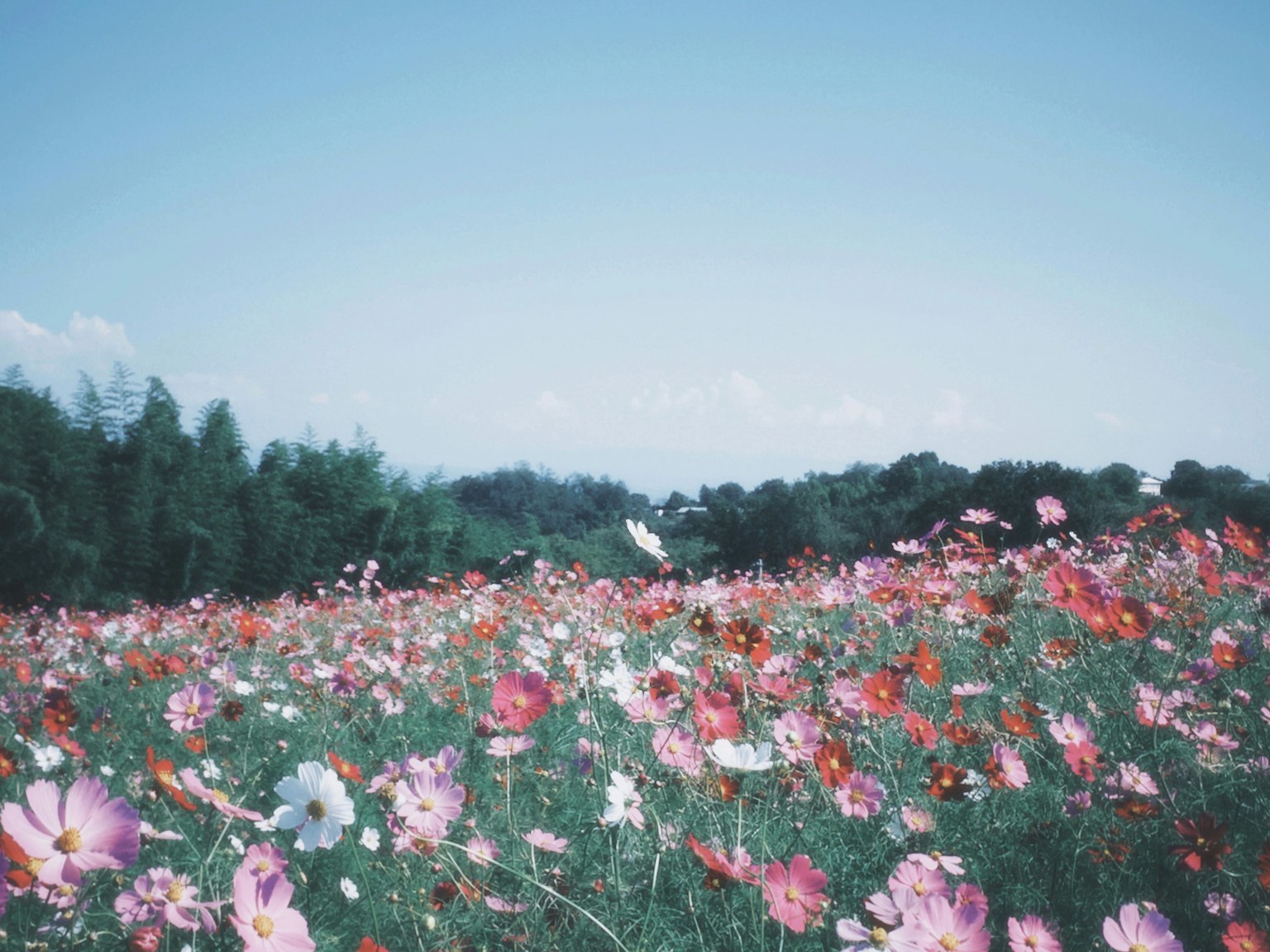 Colorful flower field under a clear blue sky