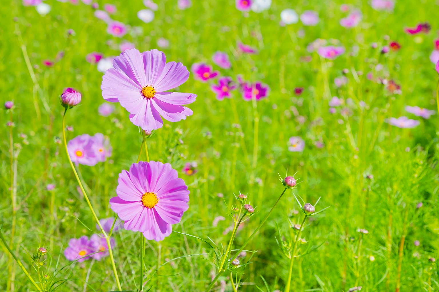 Flores de cosmos moradas floreciendo en un prado verde