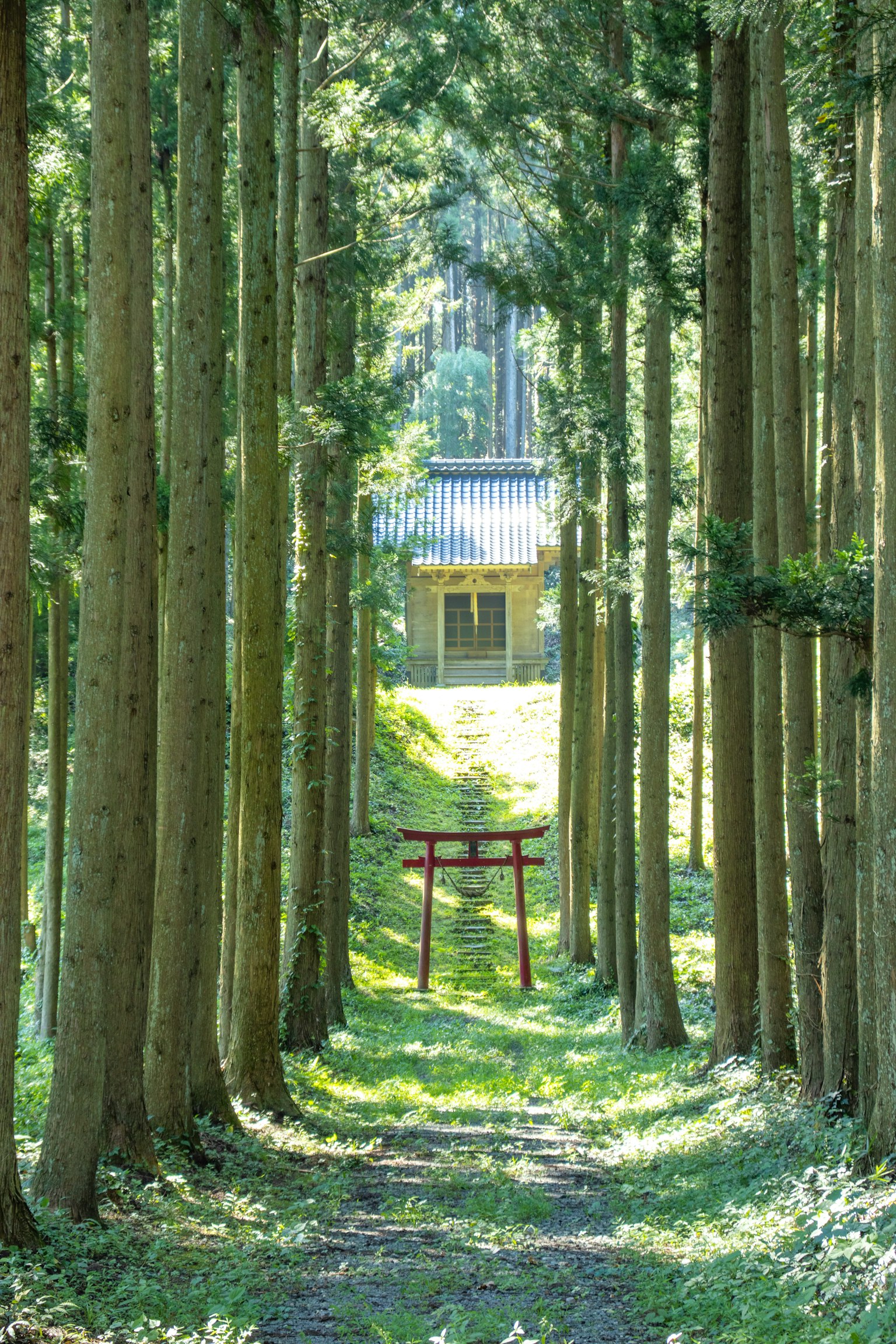 Cổng torii đỏ và tòa nhà đền thờ nhìn thấy qua rừng