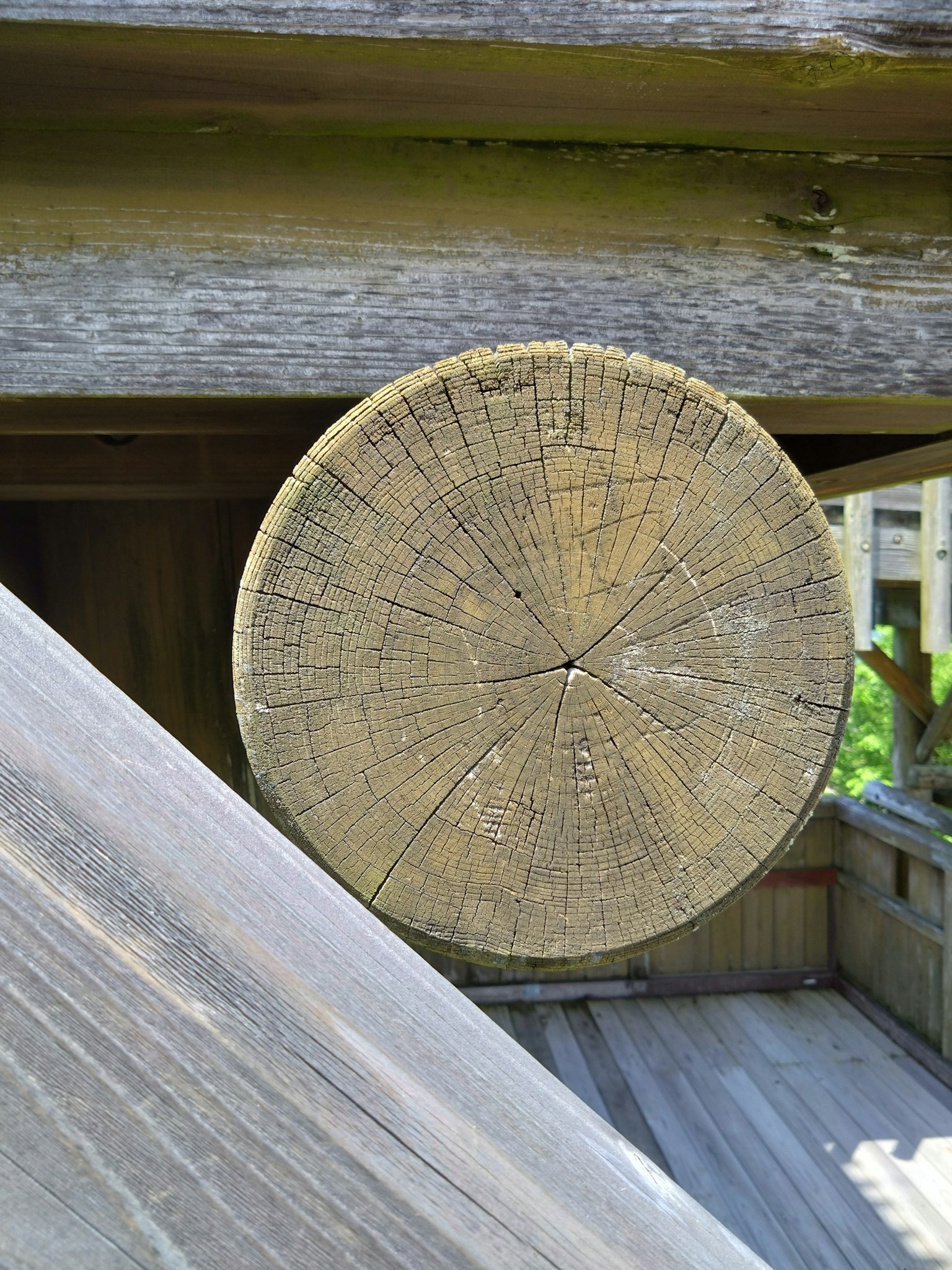 Circular wooden piece showing tree rings on its surface