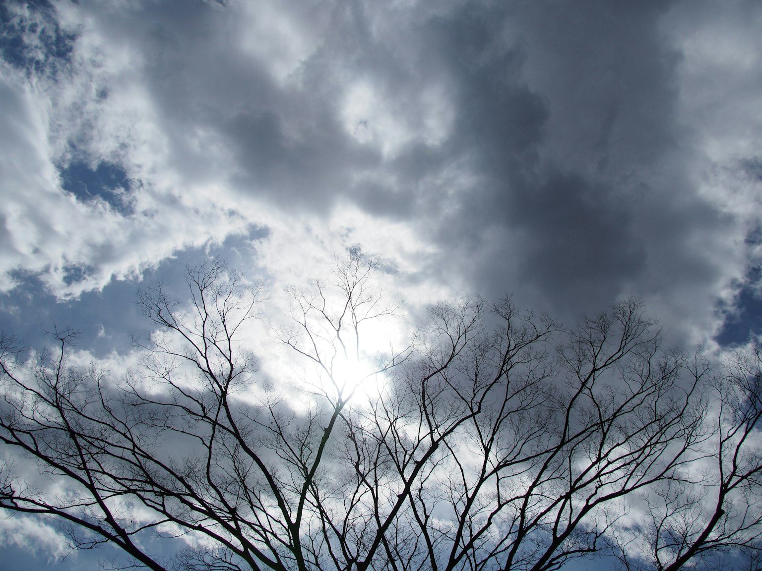 Silueta de un árbol sin hojas contra un fondo de cielo azul y nubes