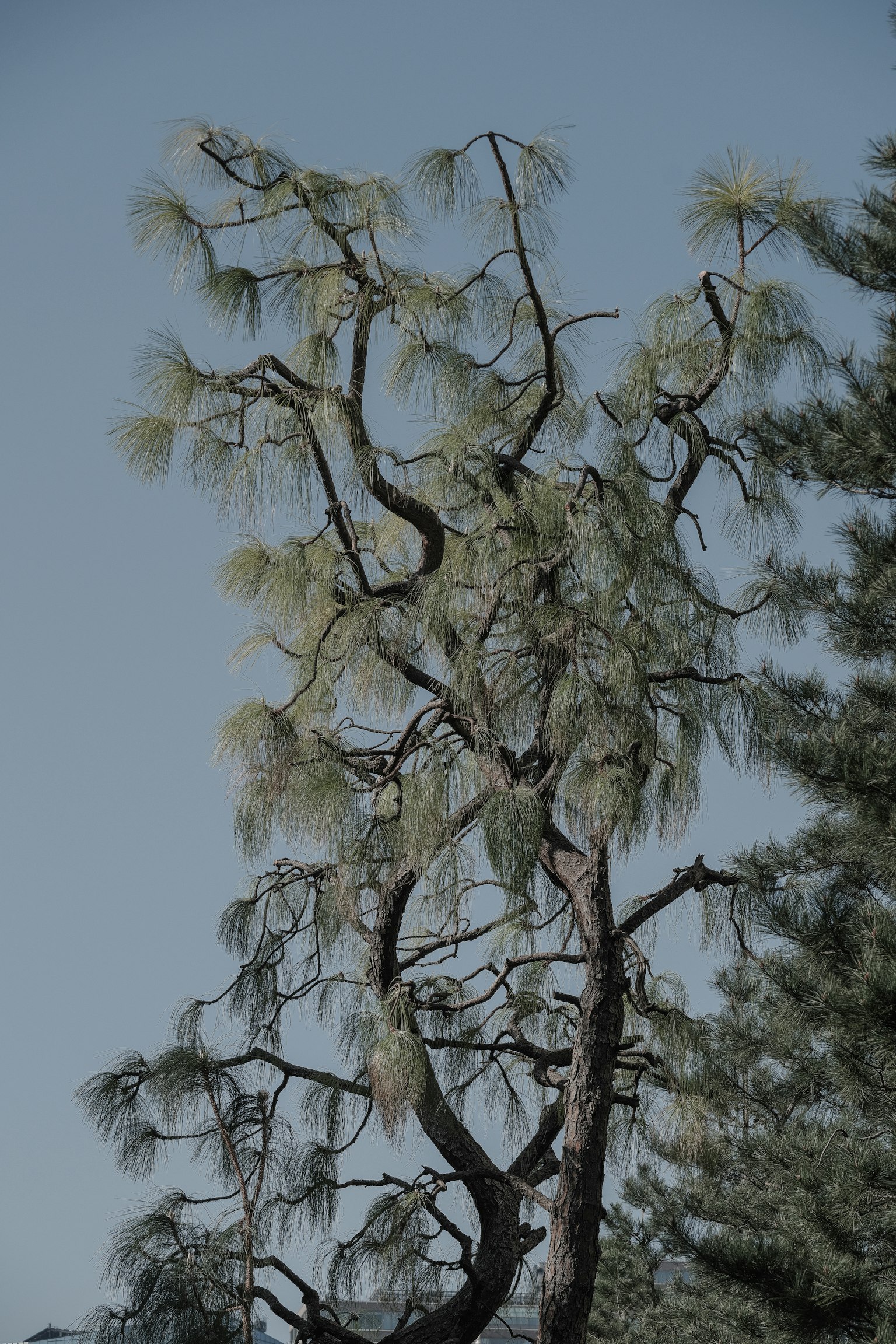 Image of a tall pine tree with slender branches under a blue sky
