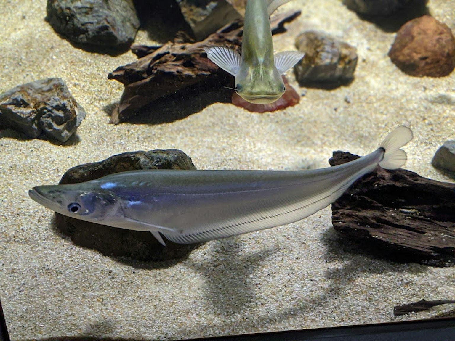 水族馆中一条透明身体的细长鱼