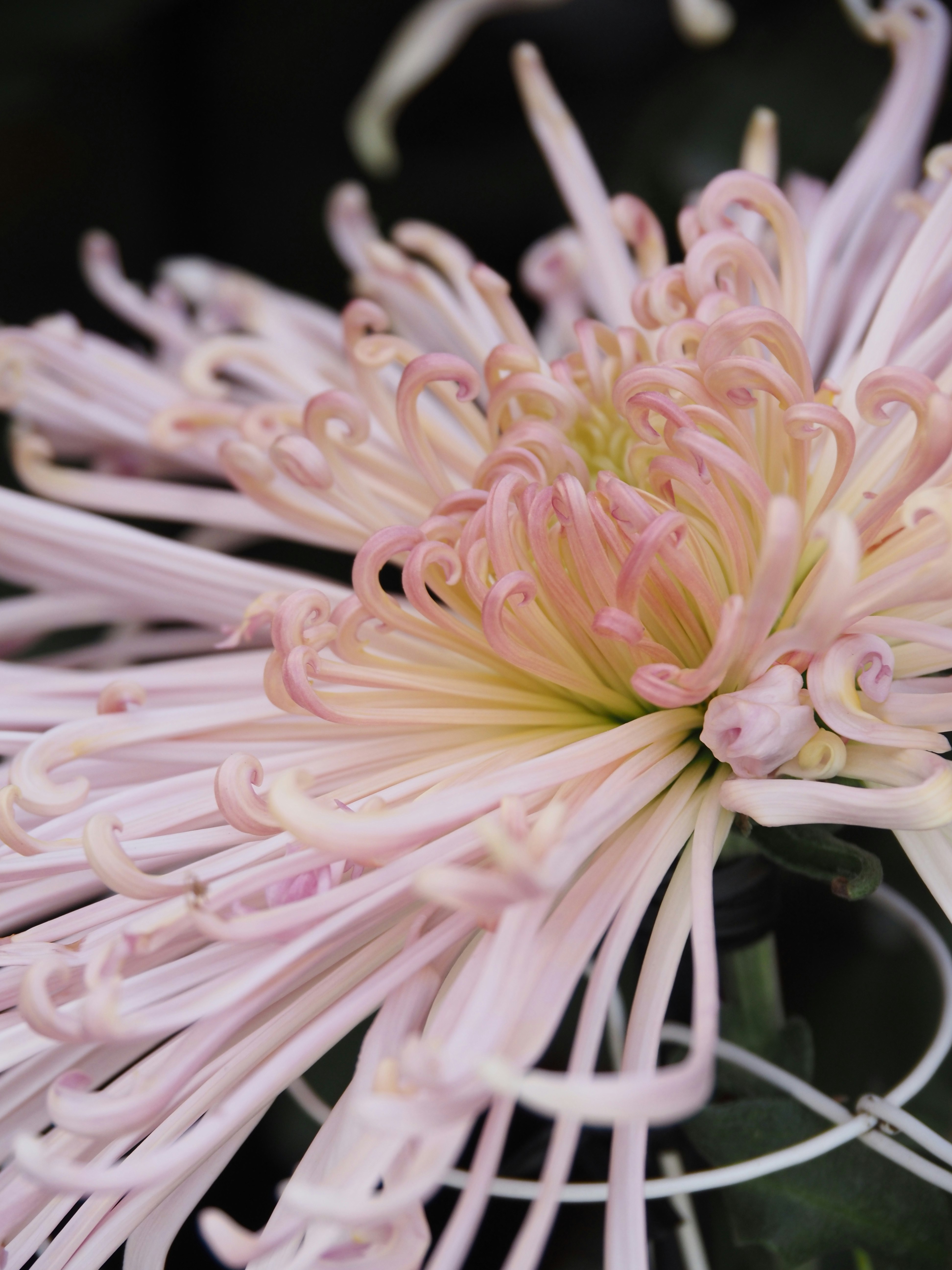 ピンクの菊の花のクローズアップ