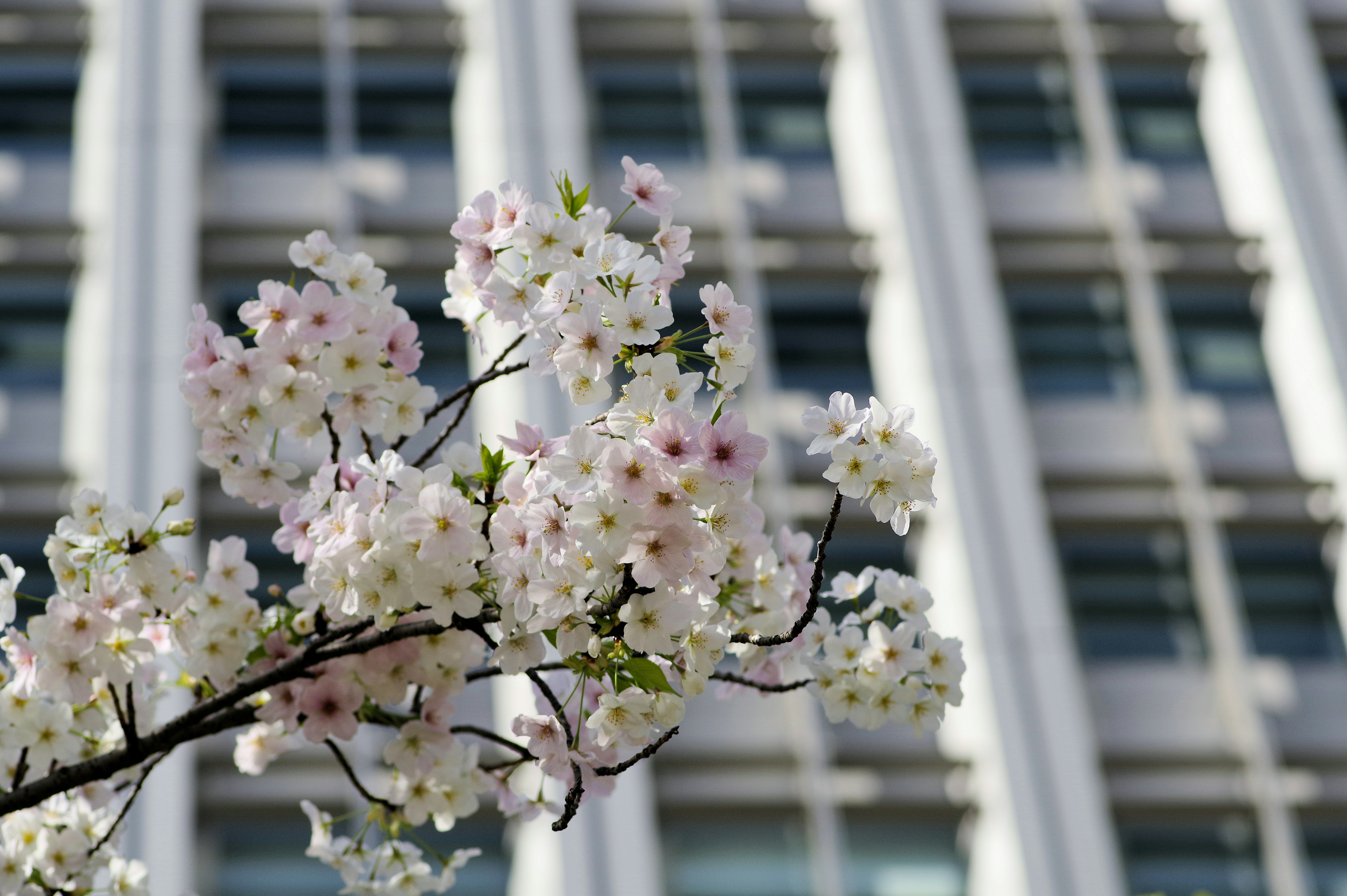 fleurs de cerisier blanches et roses devant un bâtiment moderne