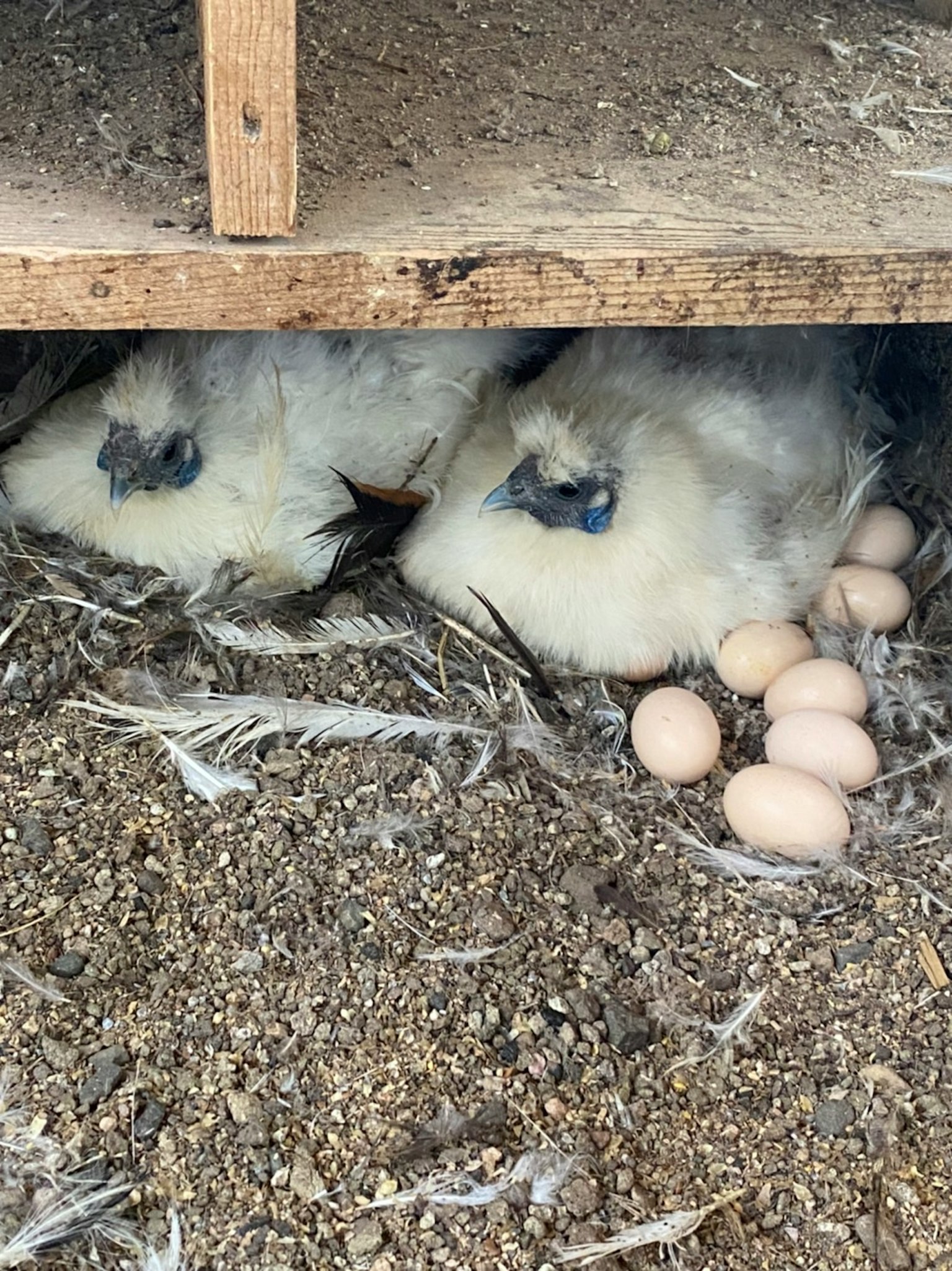 Dua anak ayam beristirahat di atas sarang telur