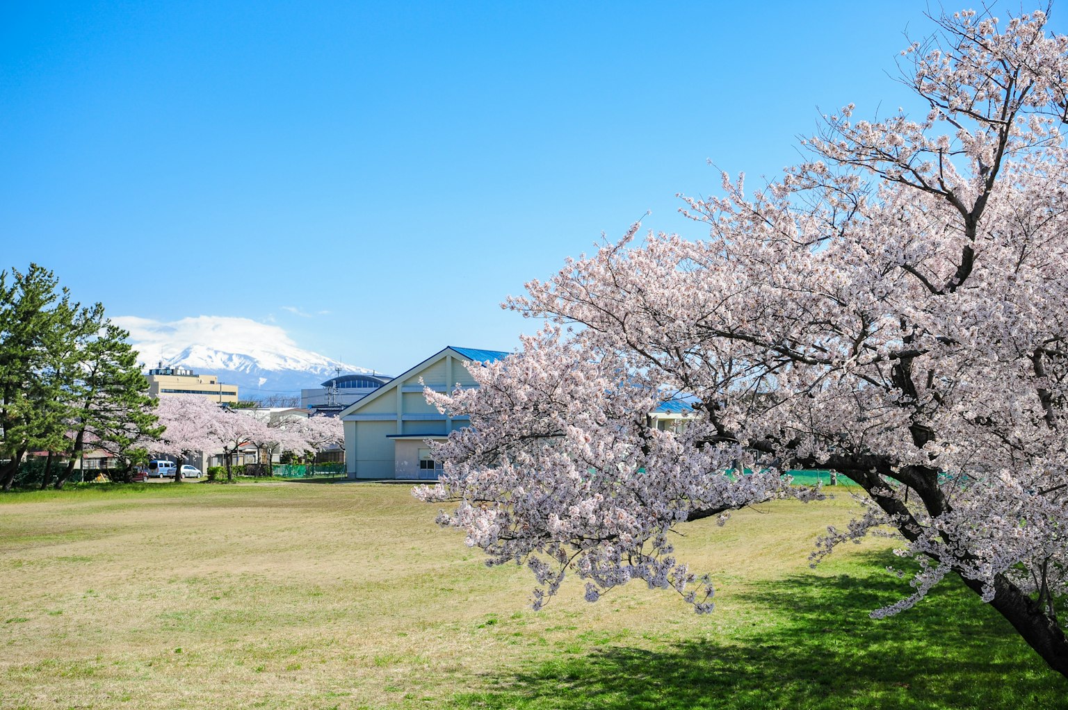 Paisaje con cerezos en flor bajo un cielo azul y un área de césped