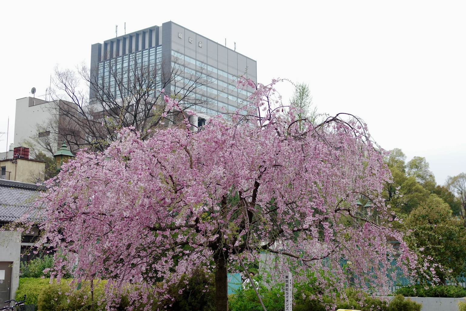 盛开的樱花树在现代建筑前