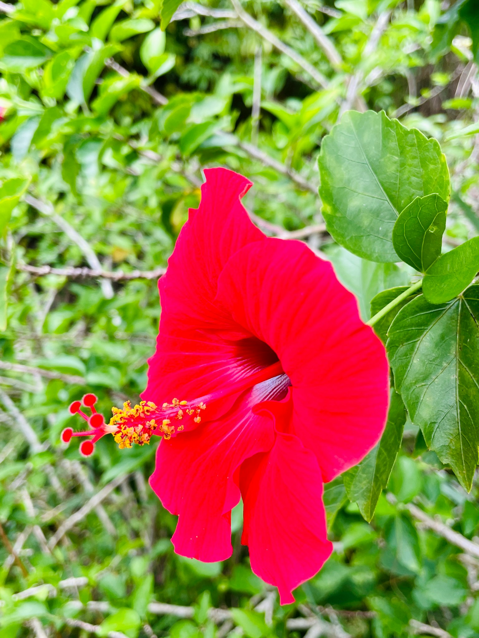 Fleur d'hibiscus rouge vif fleurissant parmi des feuilles vertes