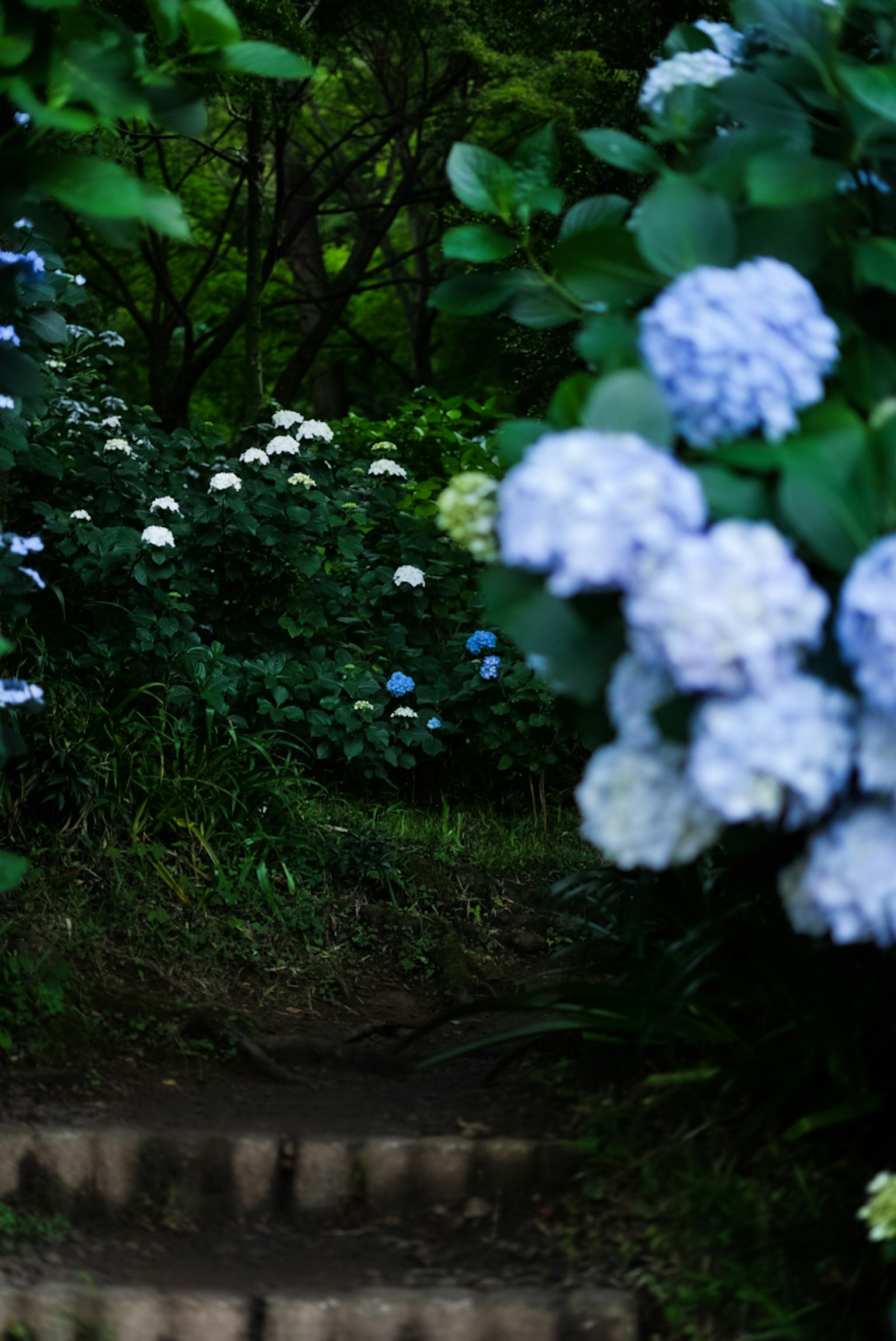 Escaliers menant à un jardin luxuriant avec des hortensias bleus en fleurs