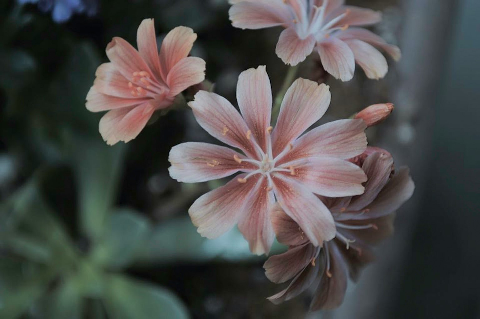 Close-up of pale pink flowers blooming on a plant