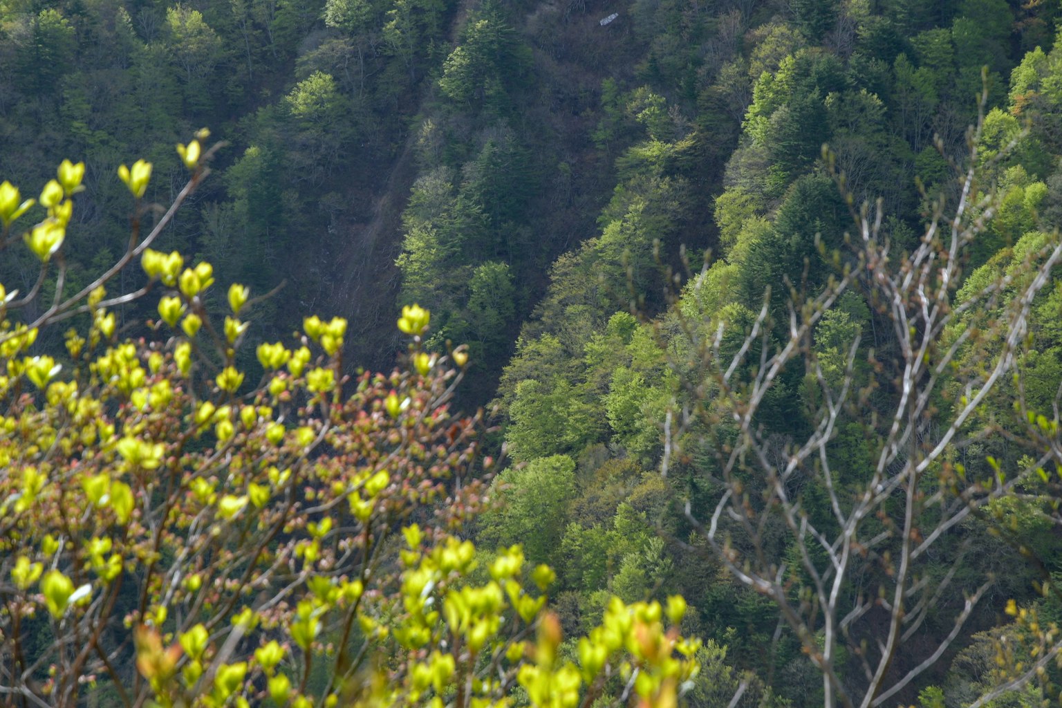 Forest landscape with green leaves and new buds