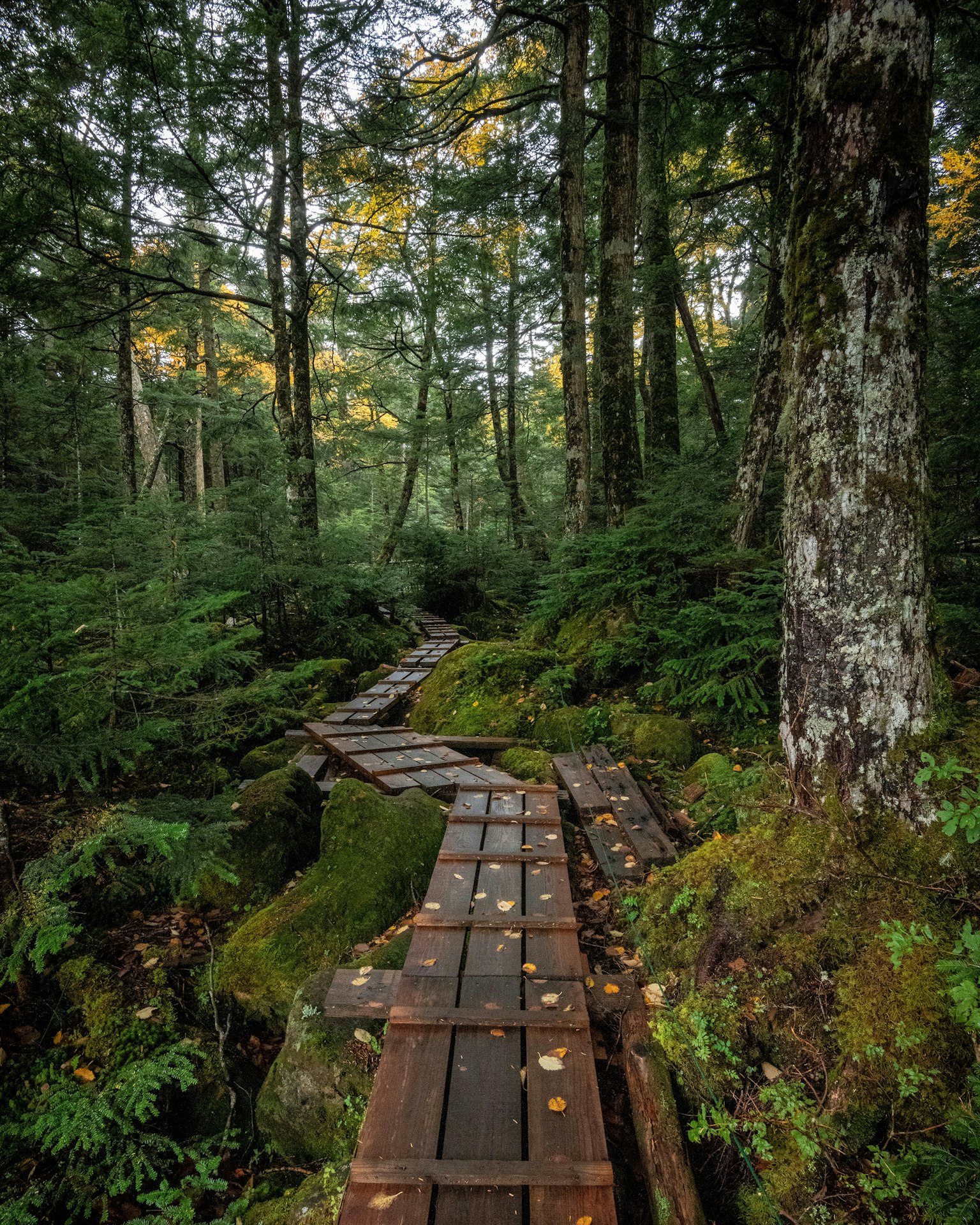 Holzweg, der sich durch einen üppigen grünen Wald mit umliegenden Bäumen schlängelt