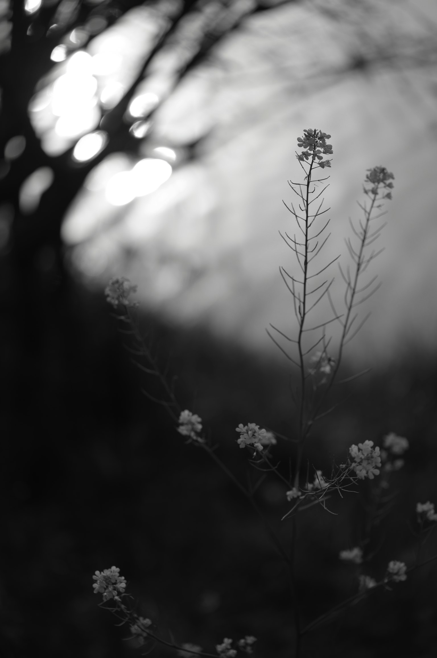 Small cluster of flowers against a black and white background with tree silhouettes