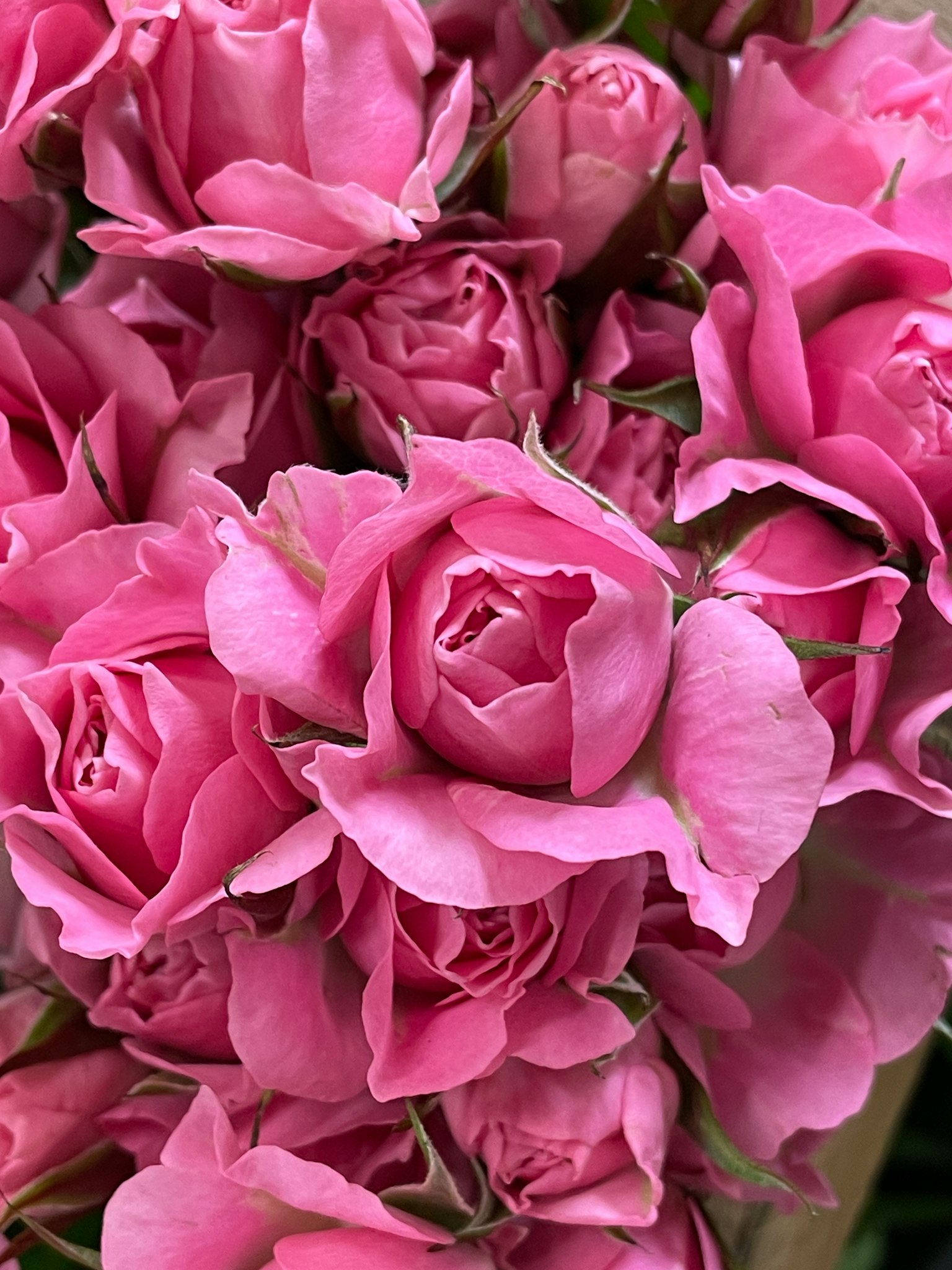 Un groupe de roses roses vives se chevauchant