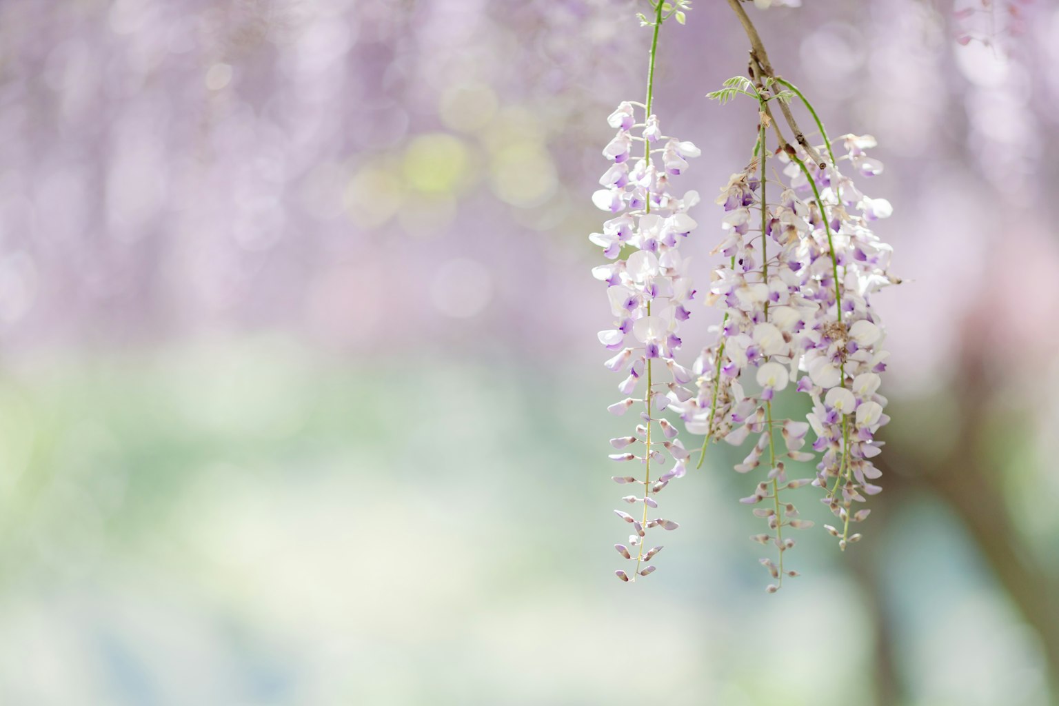 Racimos delicados de flores de glicinia moradas colgando con gracia