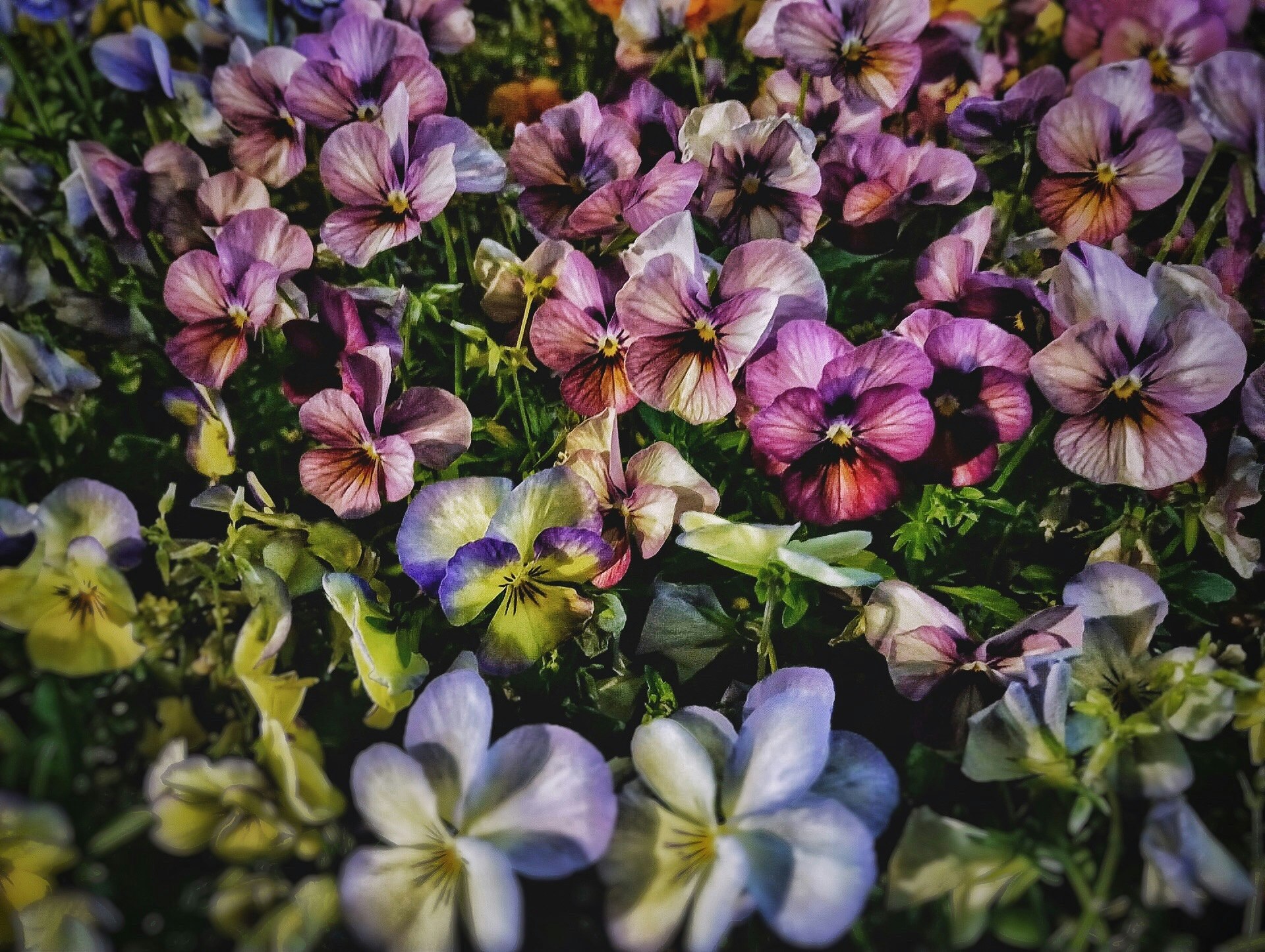 夜の街灯の光の下で咲き誇る花壇の花