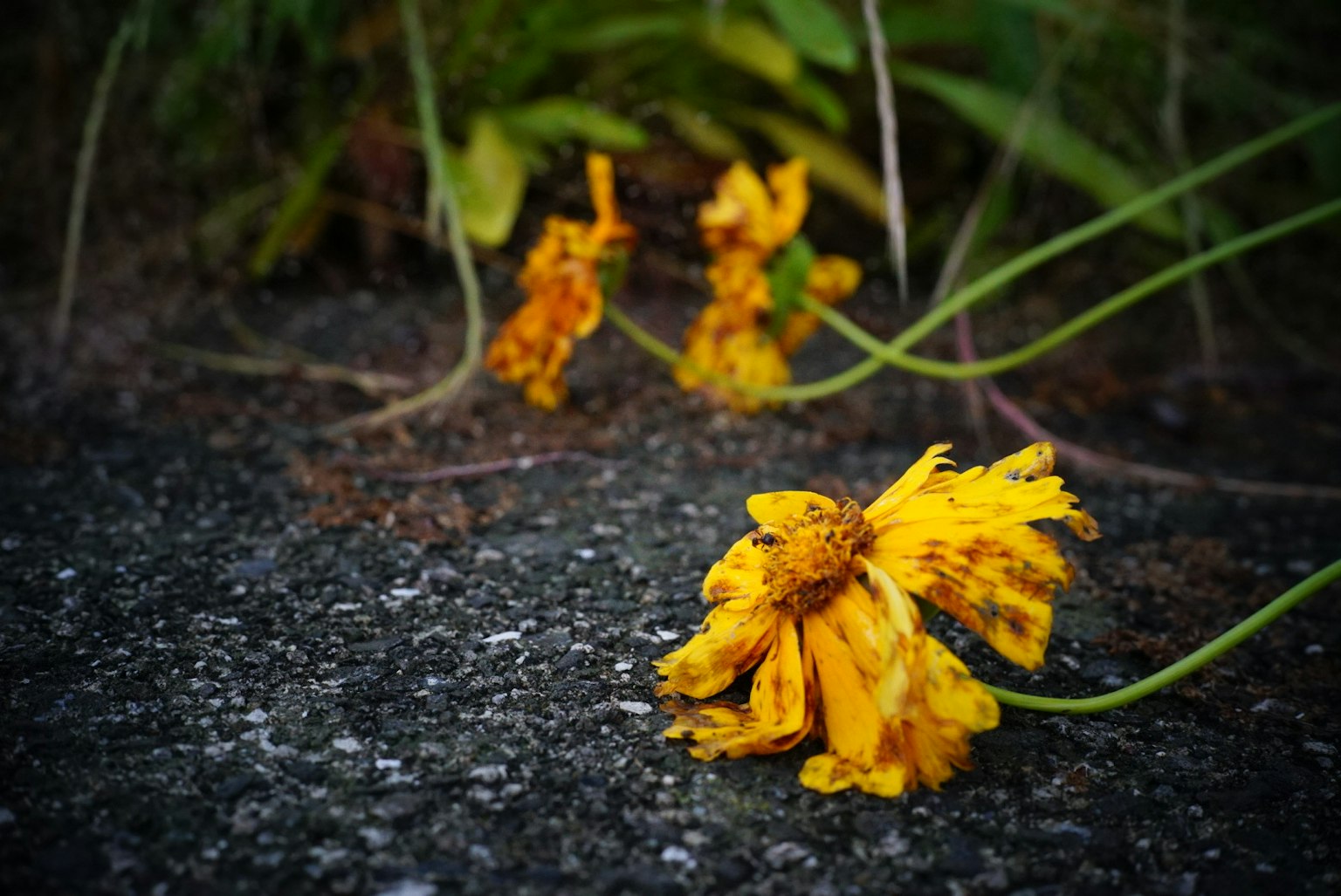Gelbe Blume auf dem Boden mit grünen Blättern im Hintergrund