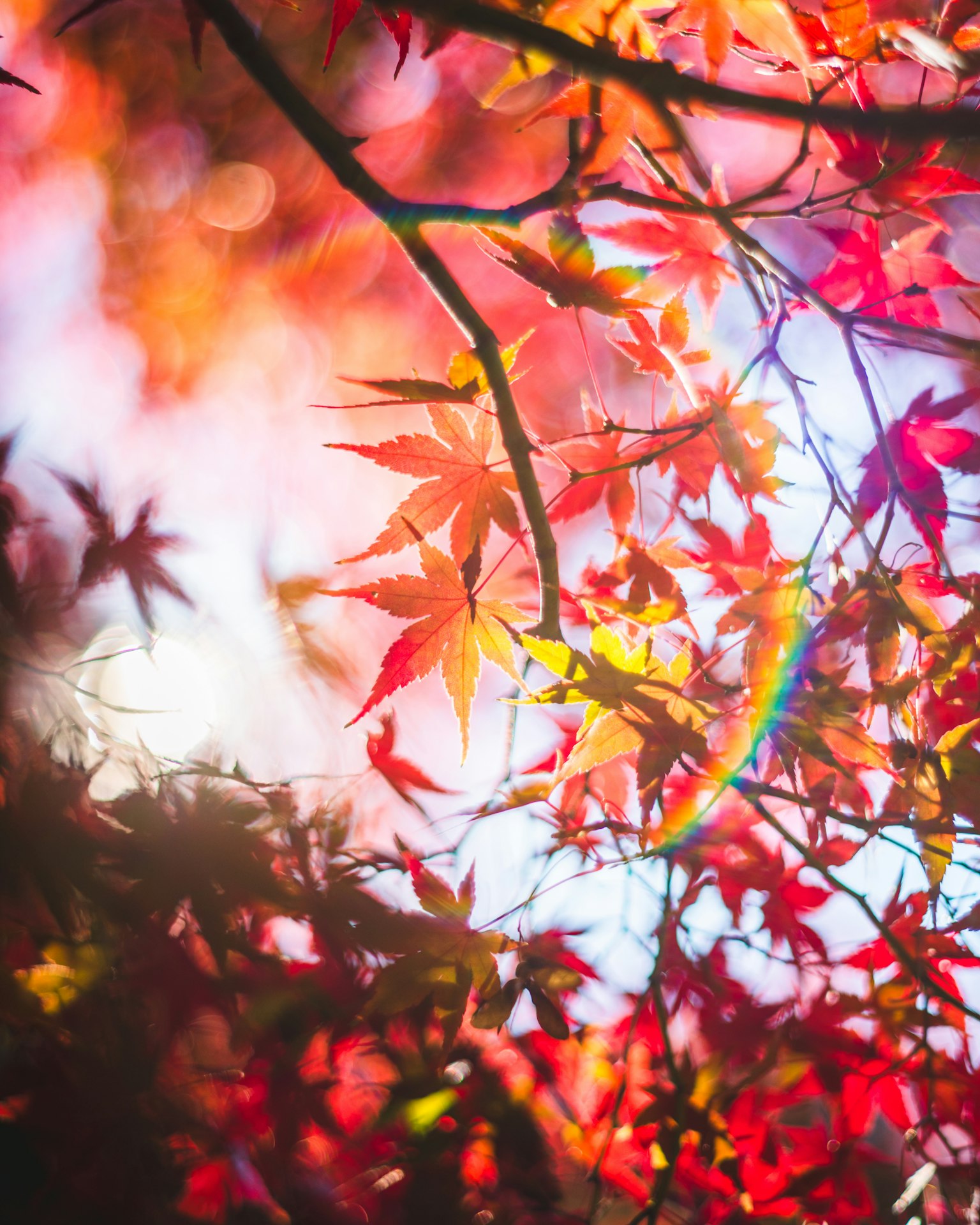 Feuilles d'érable rouges vibrantes avec un effet de lumière arc-en-ciel