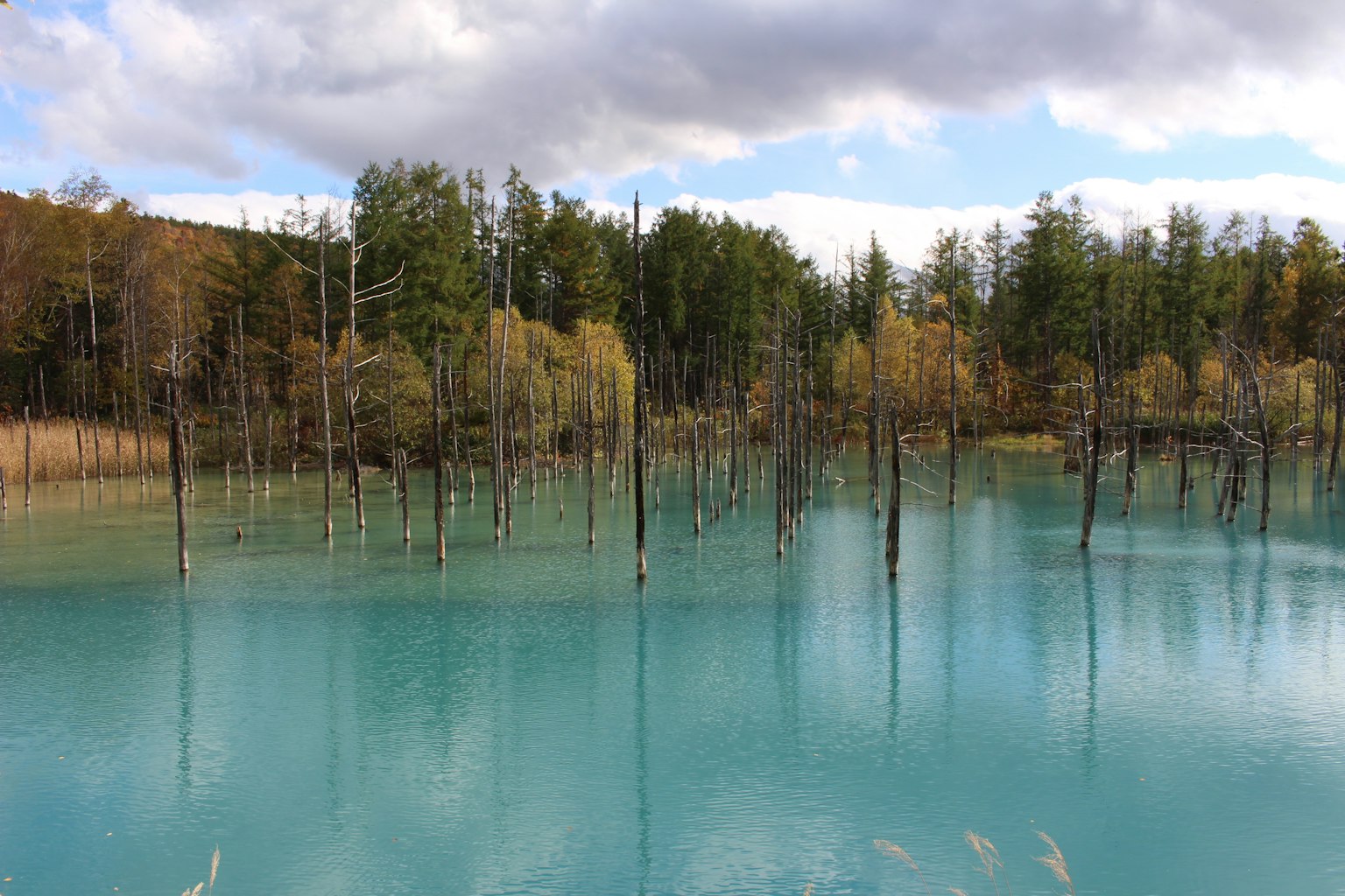 Vista escénica de agua azul reflejando árboles y troncos de árboles muertos