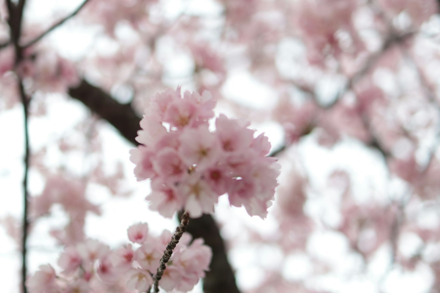 Gros plan de fleurs de cerisier sur une branche