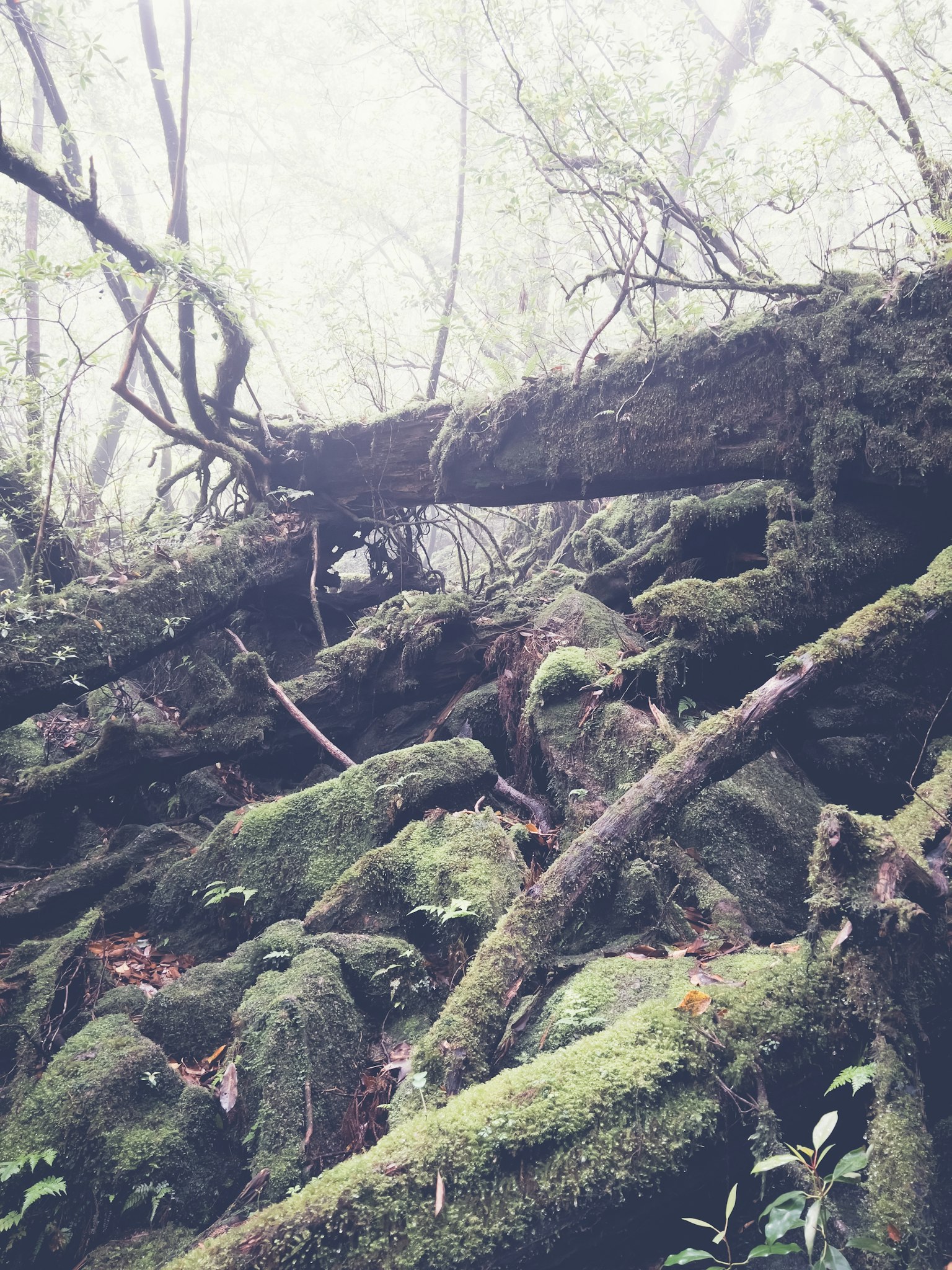 A misty forest scene featuring moss-covered rocks and tree roots