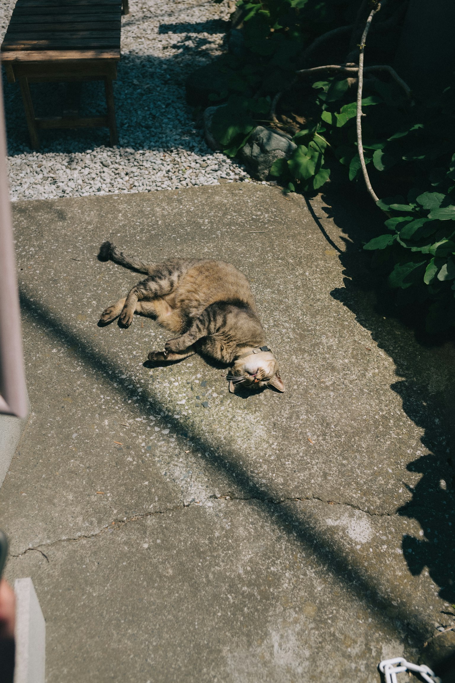 Seekor kucing berbaring di bawah sinar matahari di atas beton