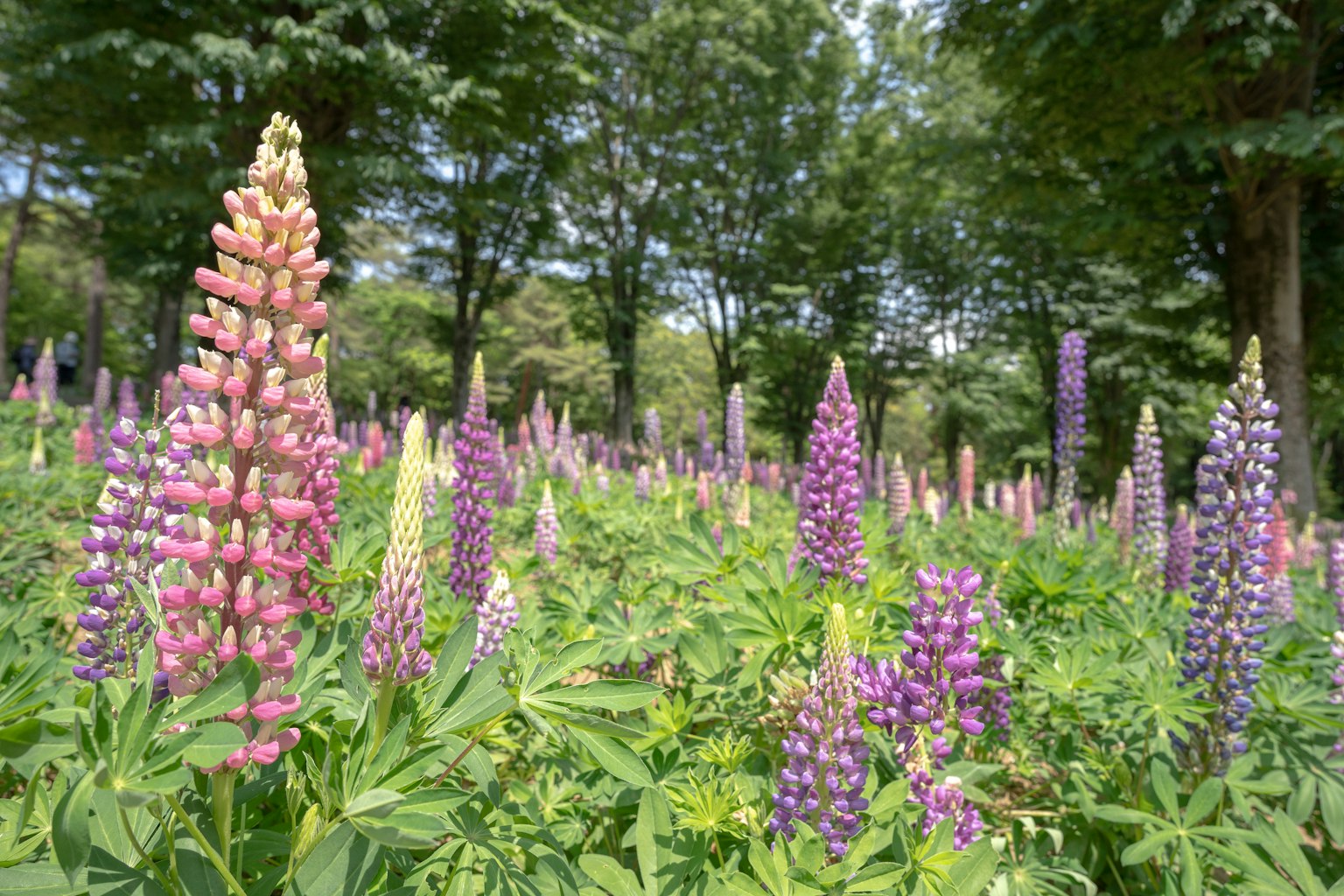 Lupini colorati che fioriscono in un paesaggio verdeggiante